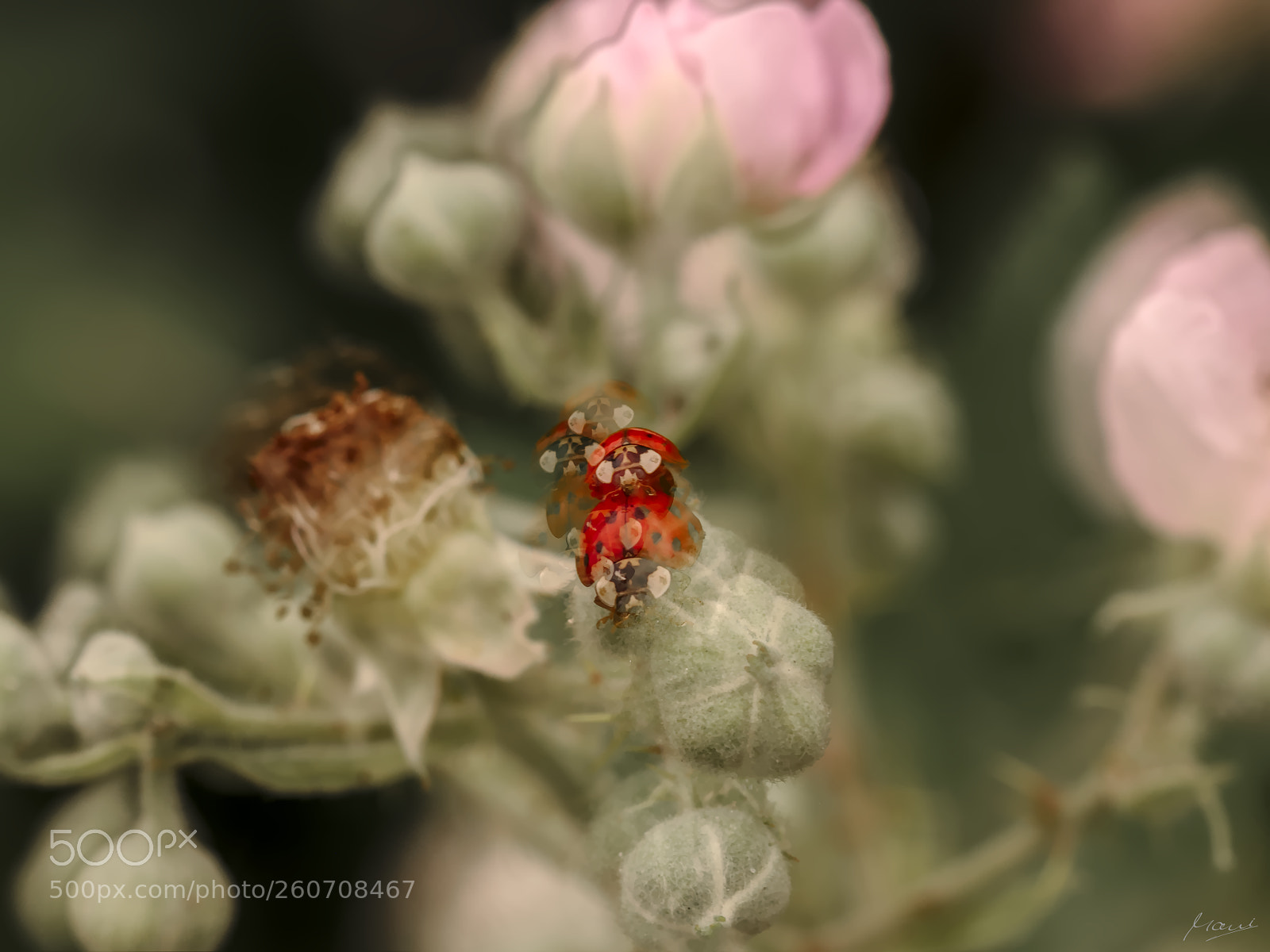 Nikon D90 sample photo. Ecstasy of love photography