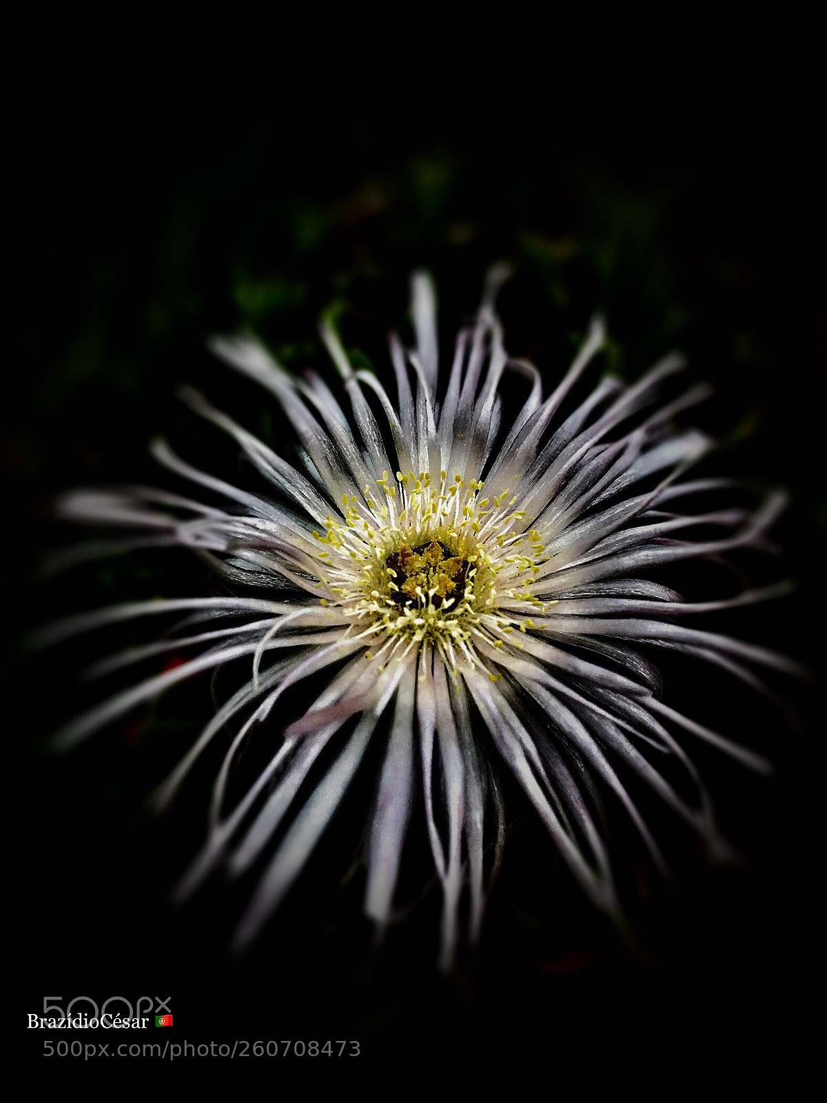 Apple iPhone 6s sample photo. Untitled photography