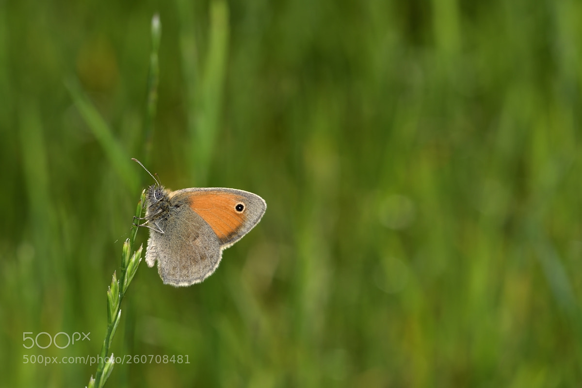 Nikon D500 sample photo. In the grass photography