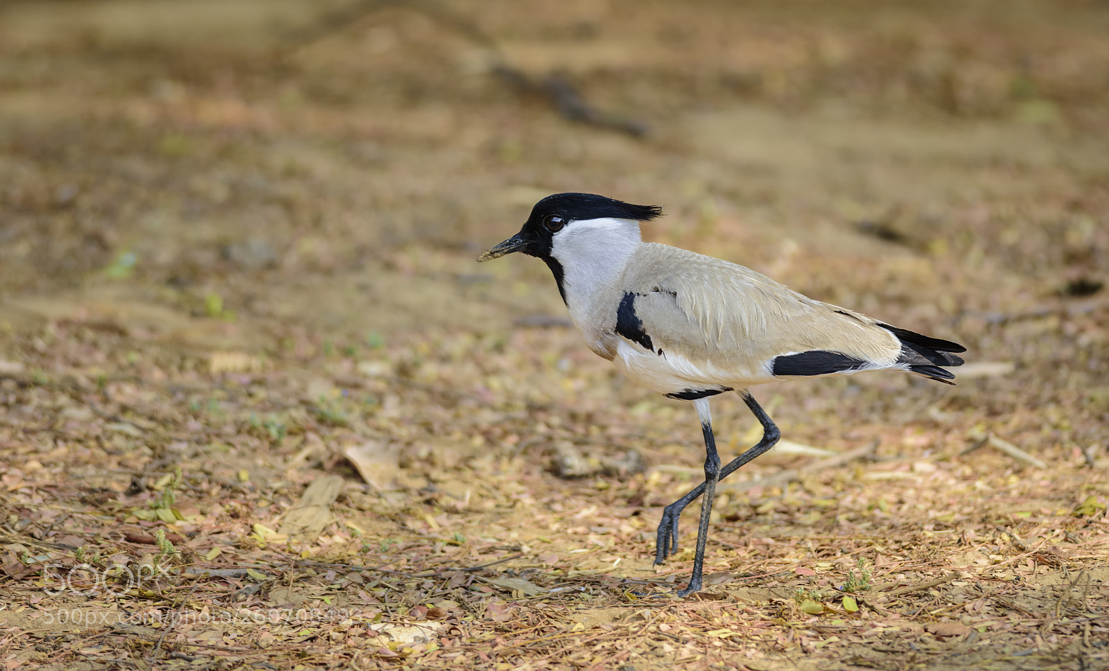 Nikon D7200 sample photo. River lapwing. vanellus duvaucelii photography