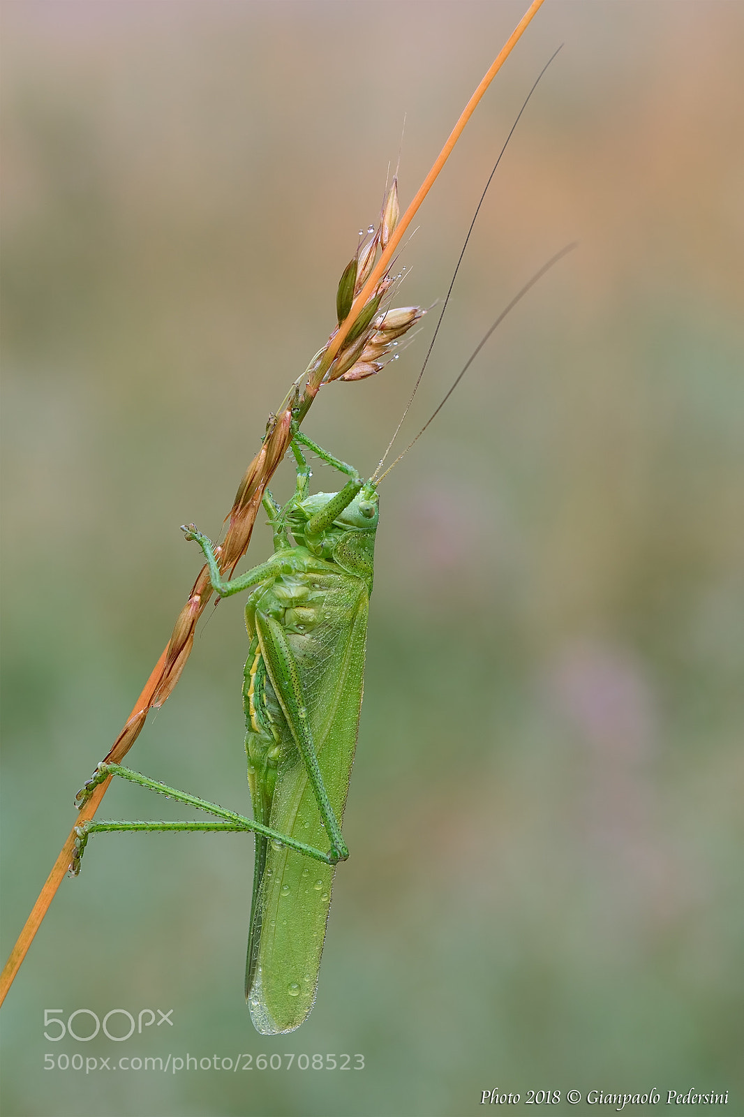 Canon EOS 7D Mark II sample photo. Tettigonia viridissima (femmina) photography