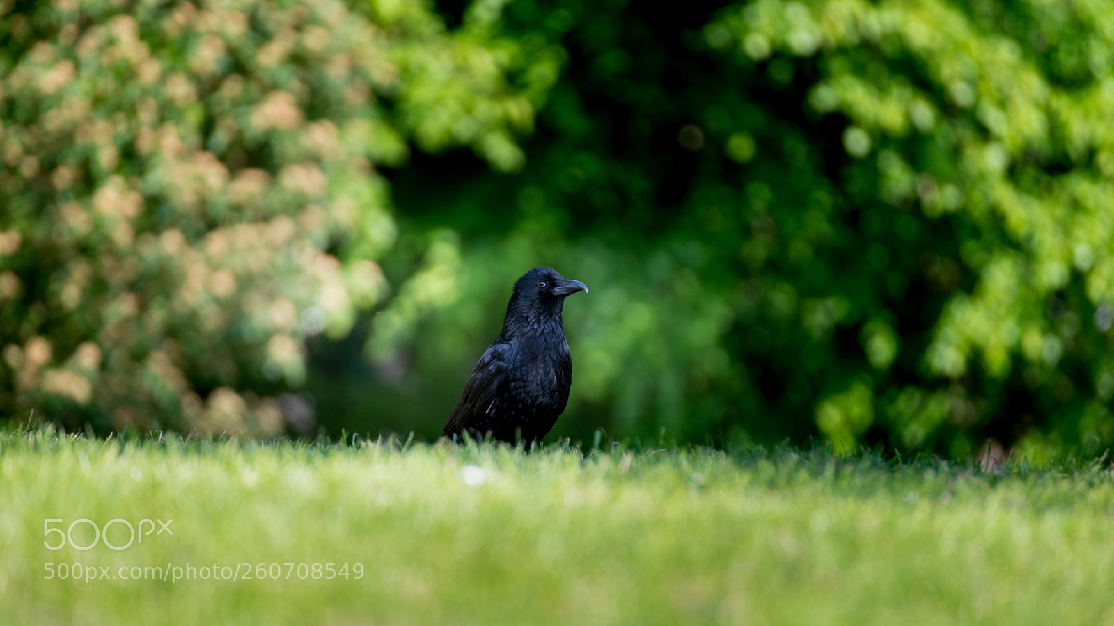 Nikon D800 sample photo. 'black bird' photography
