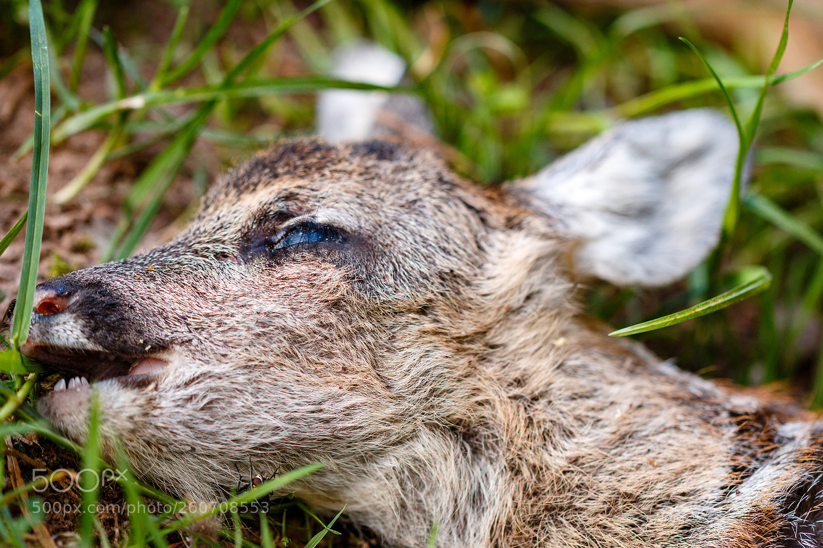 Canon EOS 70D sample photo. Kitz 0 : fuchs 1 photography