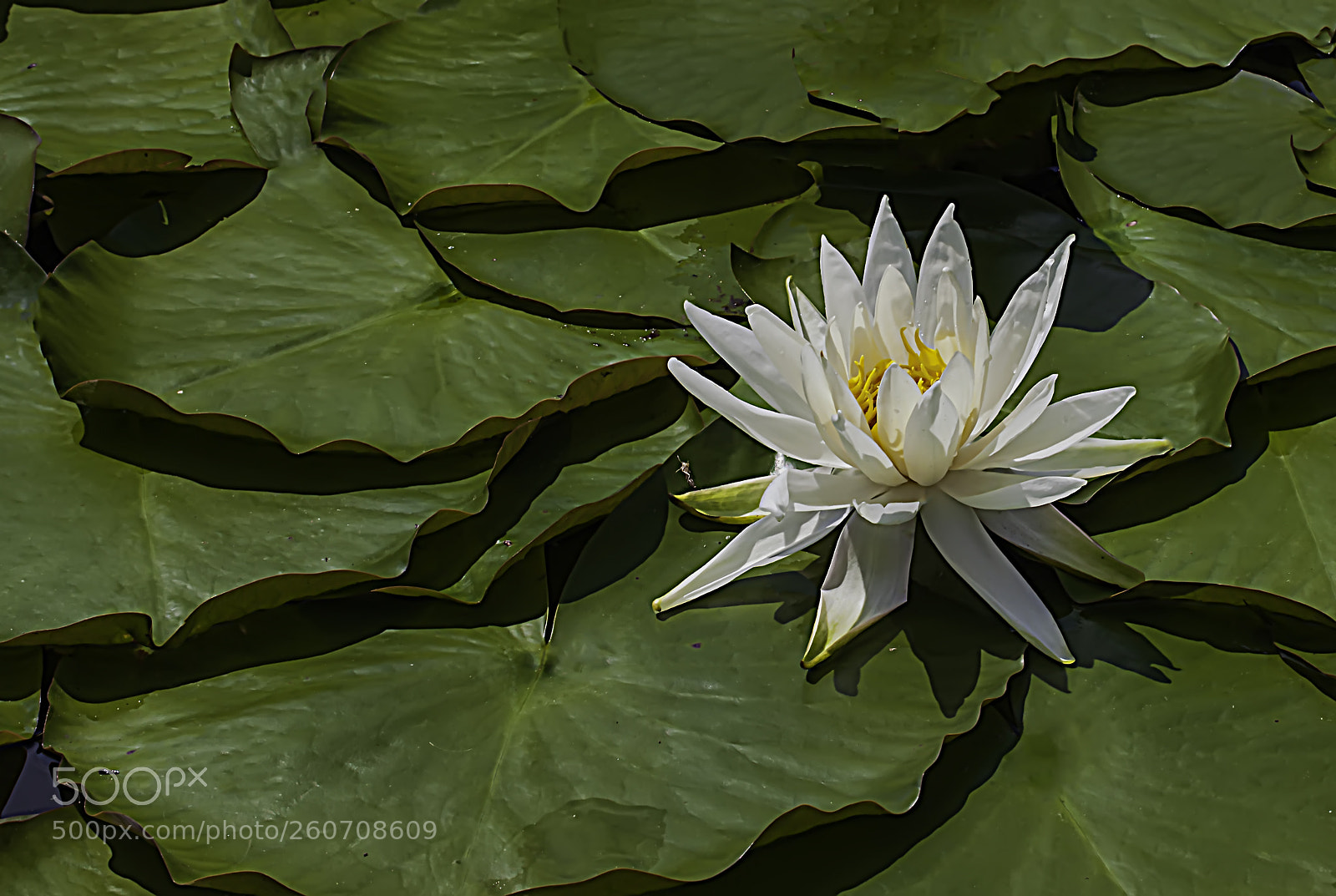 Canon EOS 5D Mark II sample photo. First water lilies of photography