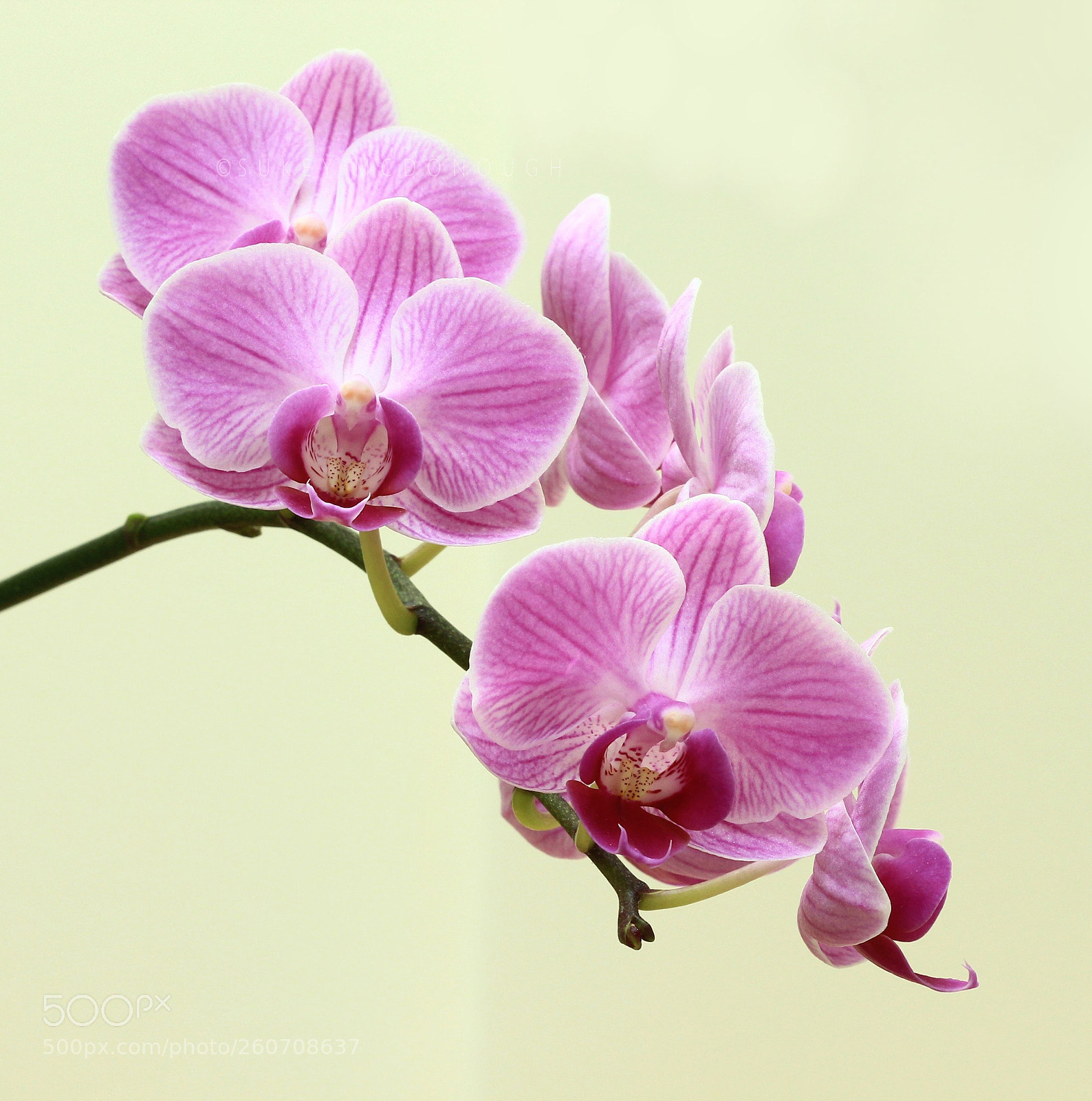 Canon EOS 600D (Rebel EOS T3i / EOS Kiss X5) sample photo. More blooms and buds photography