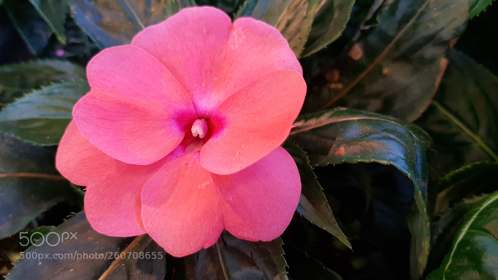 Samsung Galaxy S8 sample photo. Pink compatiens new guinea photography
