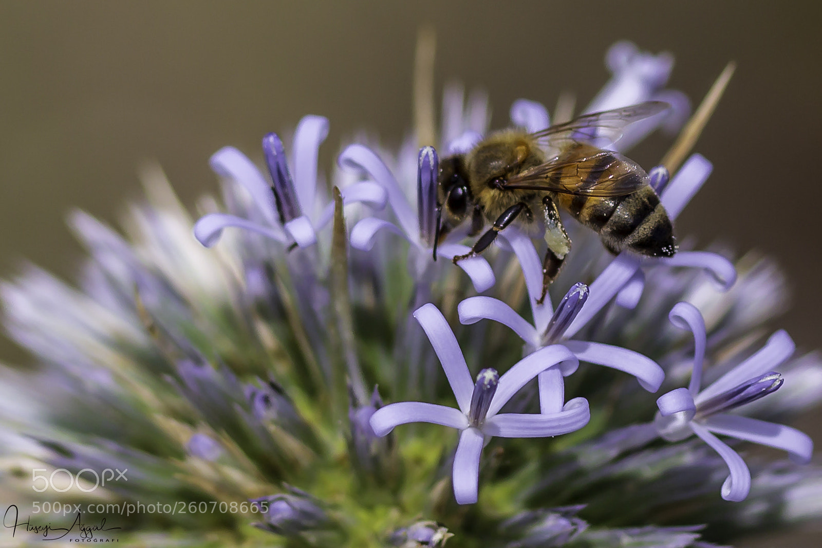 Canon EOS 60D sample photo. Untitled photography