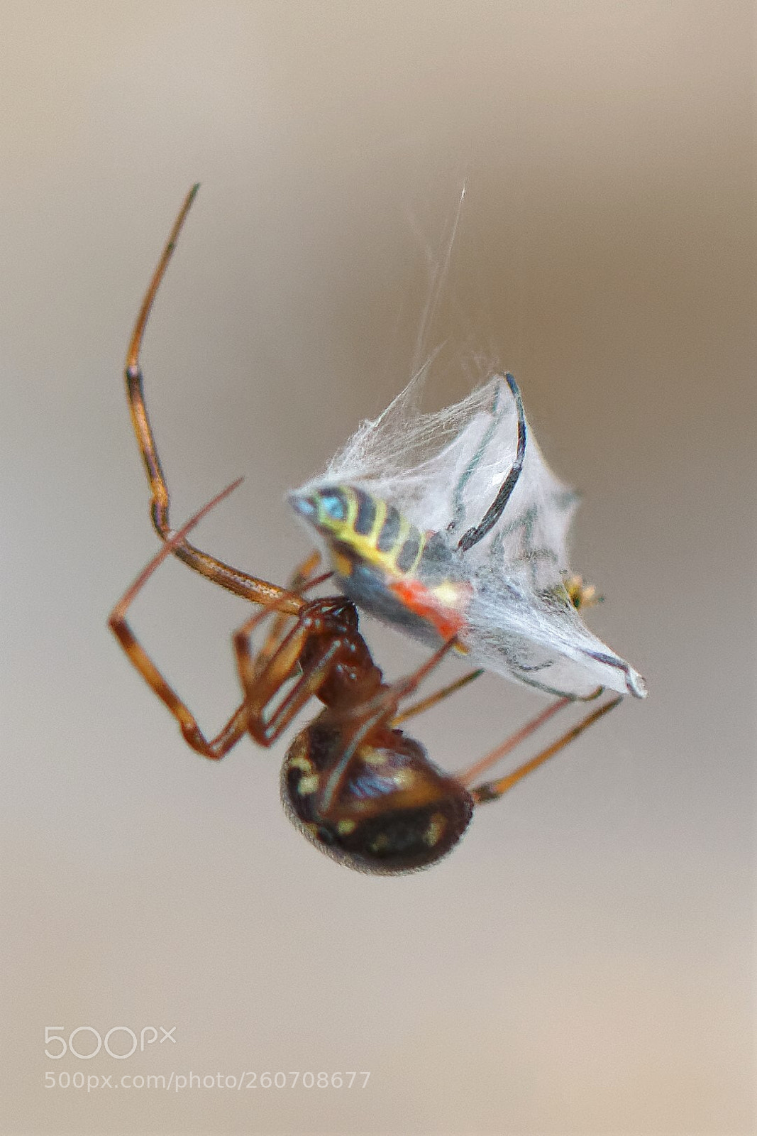 Canon EOS 200D (EOS Rebel SL2 / EOS Kiss X9) sample photo. Spider : live capture  photography