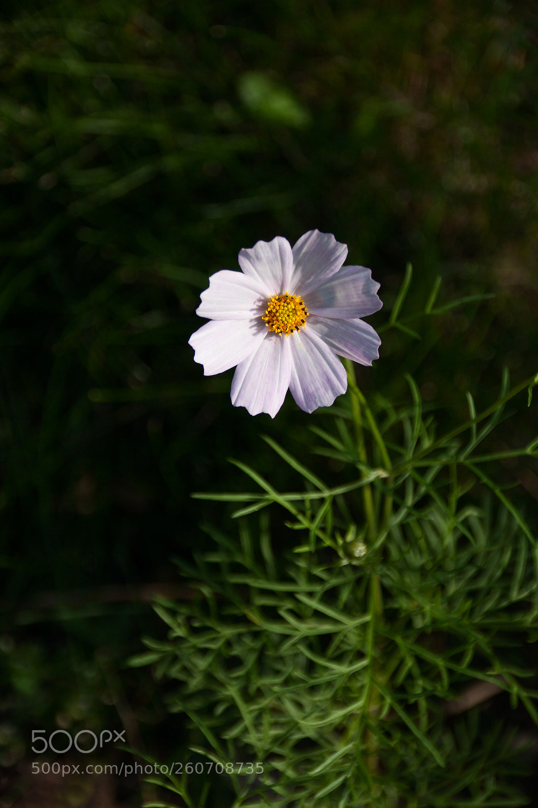 Canon EOS 50D sample photo. One white bloom photography