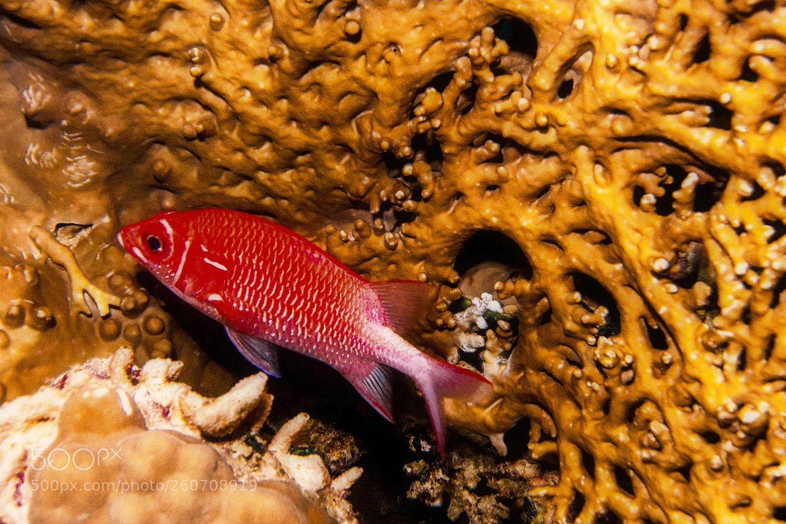 Canon EOS 30D sample photo. Whiteedged soldierfish and firecoral, photography