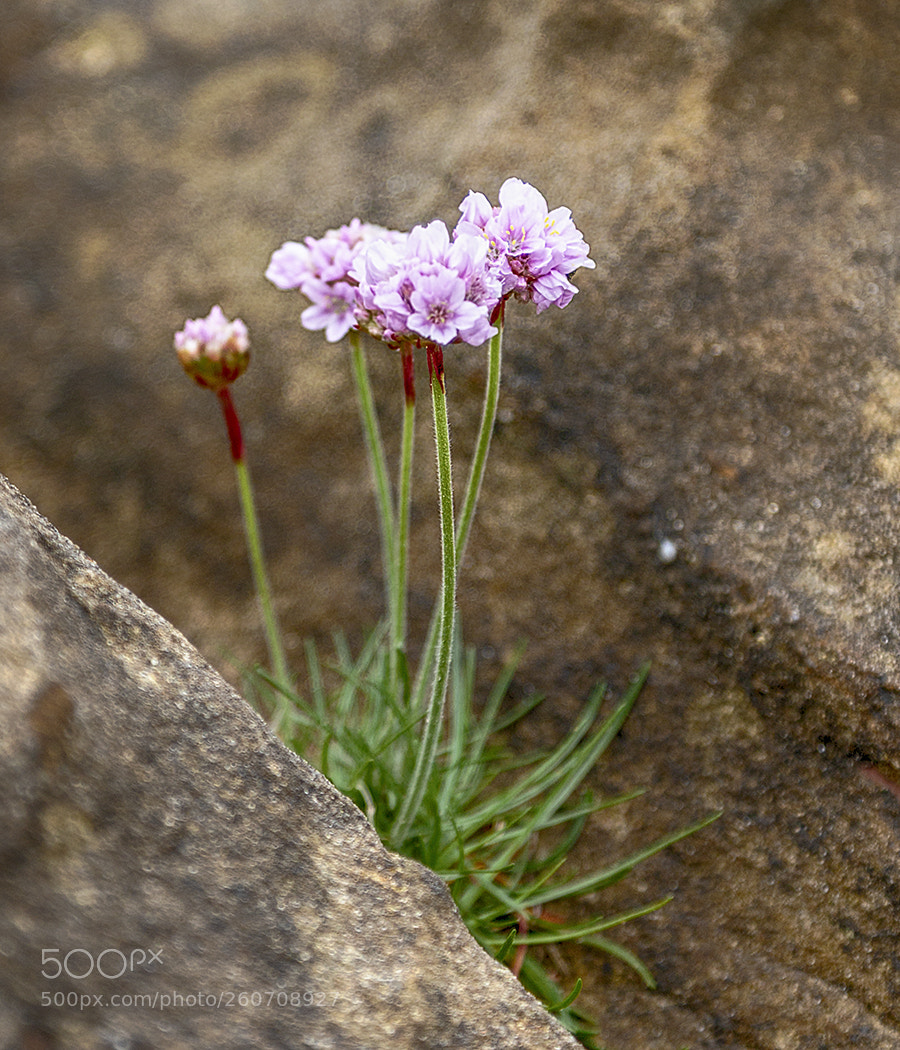 Canon EOS 6D sample photo. Between a rock and photography