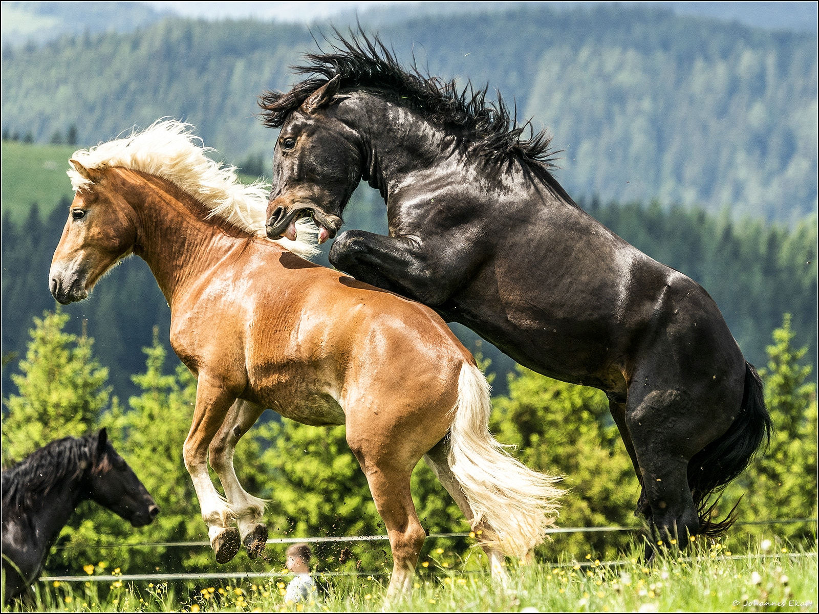 Sony a9 sample photo. Ross auslassen photography