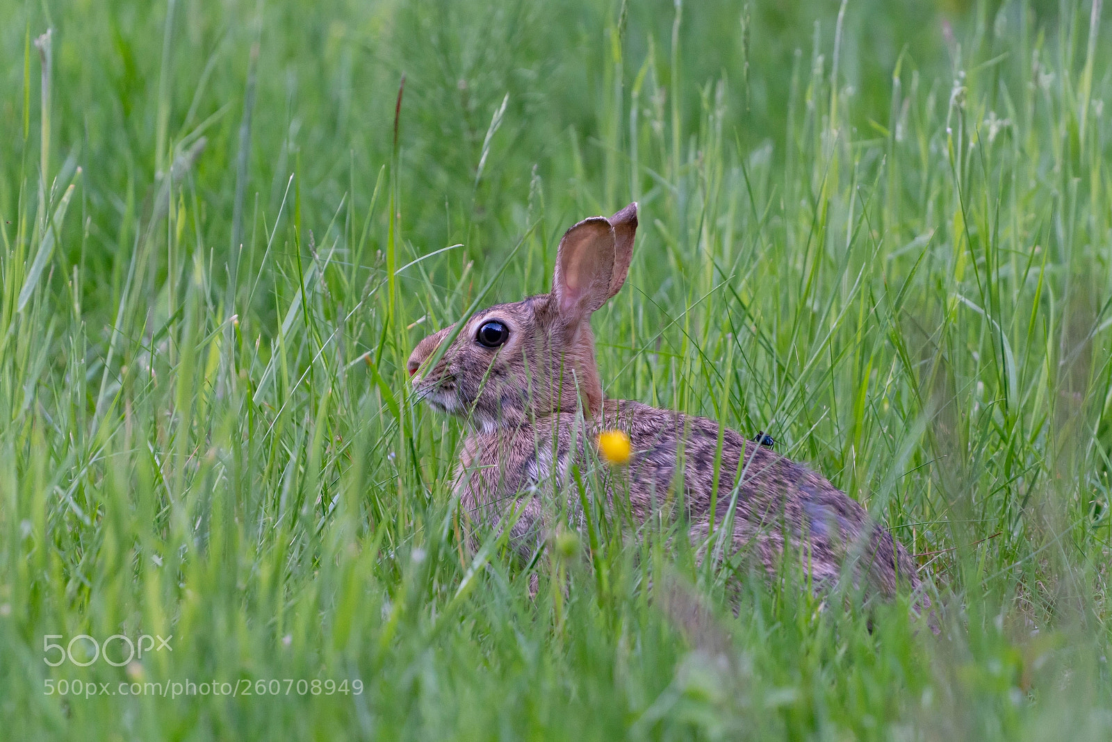Sony a7R III sample photo. Bunny and fly photography