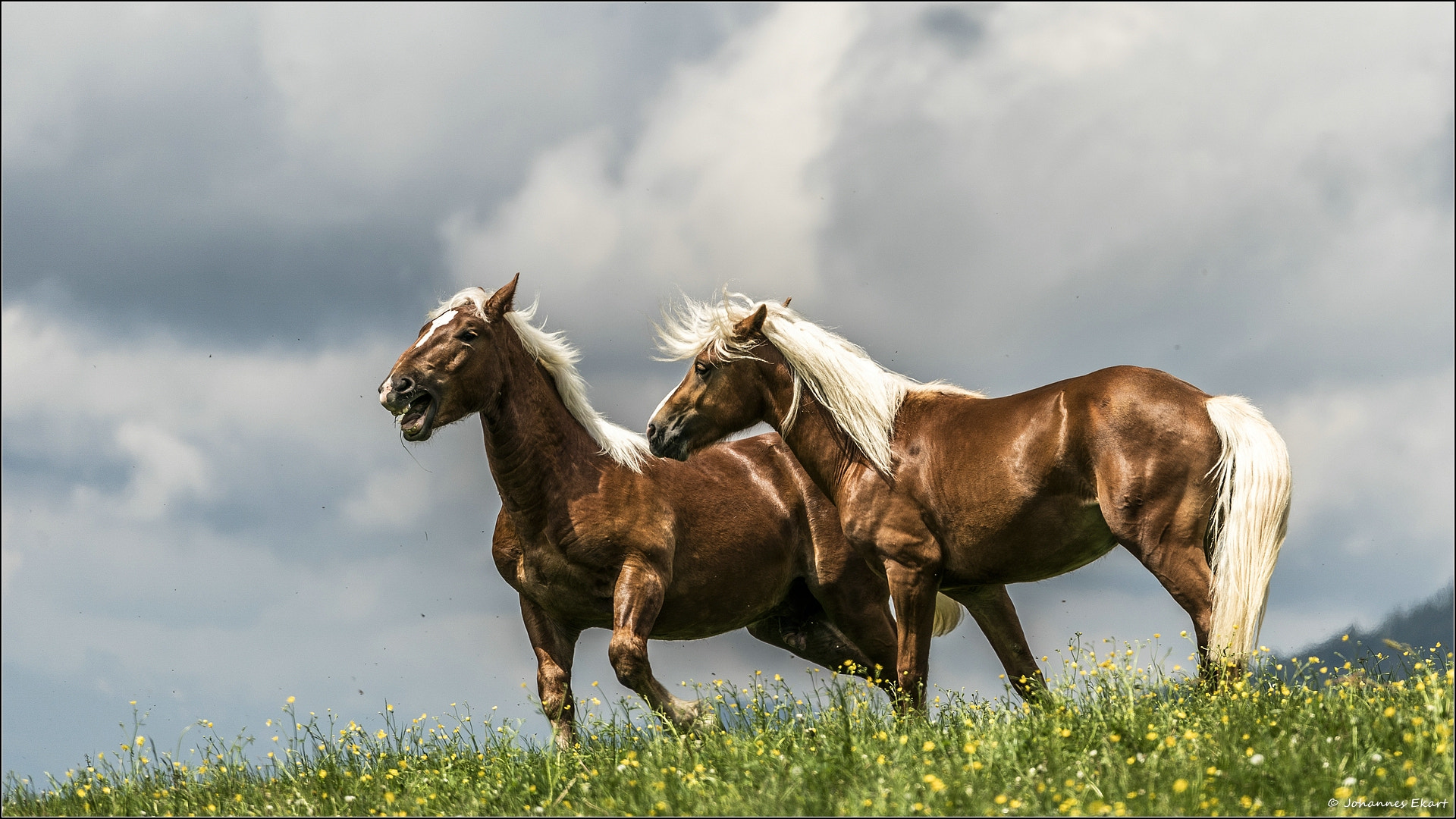 Sony a9 sample photo. Ross auslassen photography