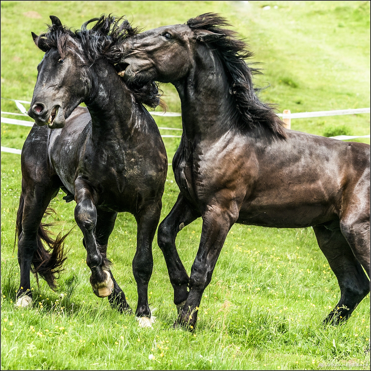 Sony a9 sample photo. Ross auslassen photography