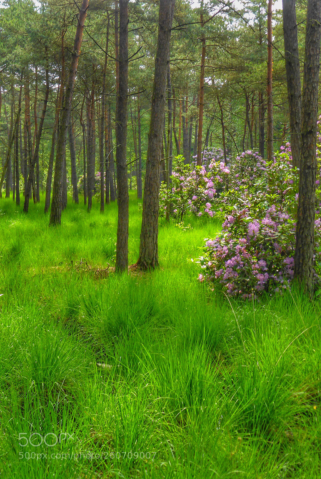 Panasonic Lumix DMC-ZS30 (Lumix DMC-TZ40) sample photo. Nature in kapellen  photography