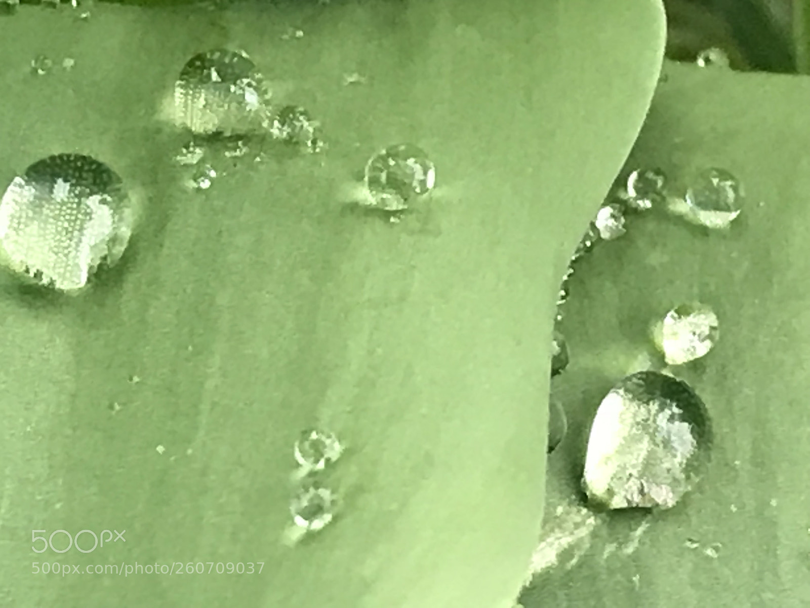 Apple iPhone 7 Plus sample photo. Raindrop photography