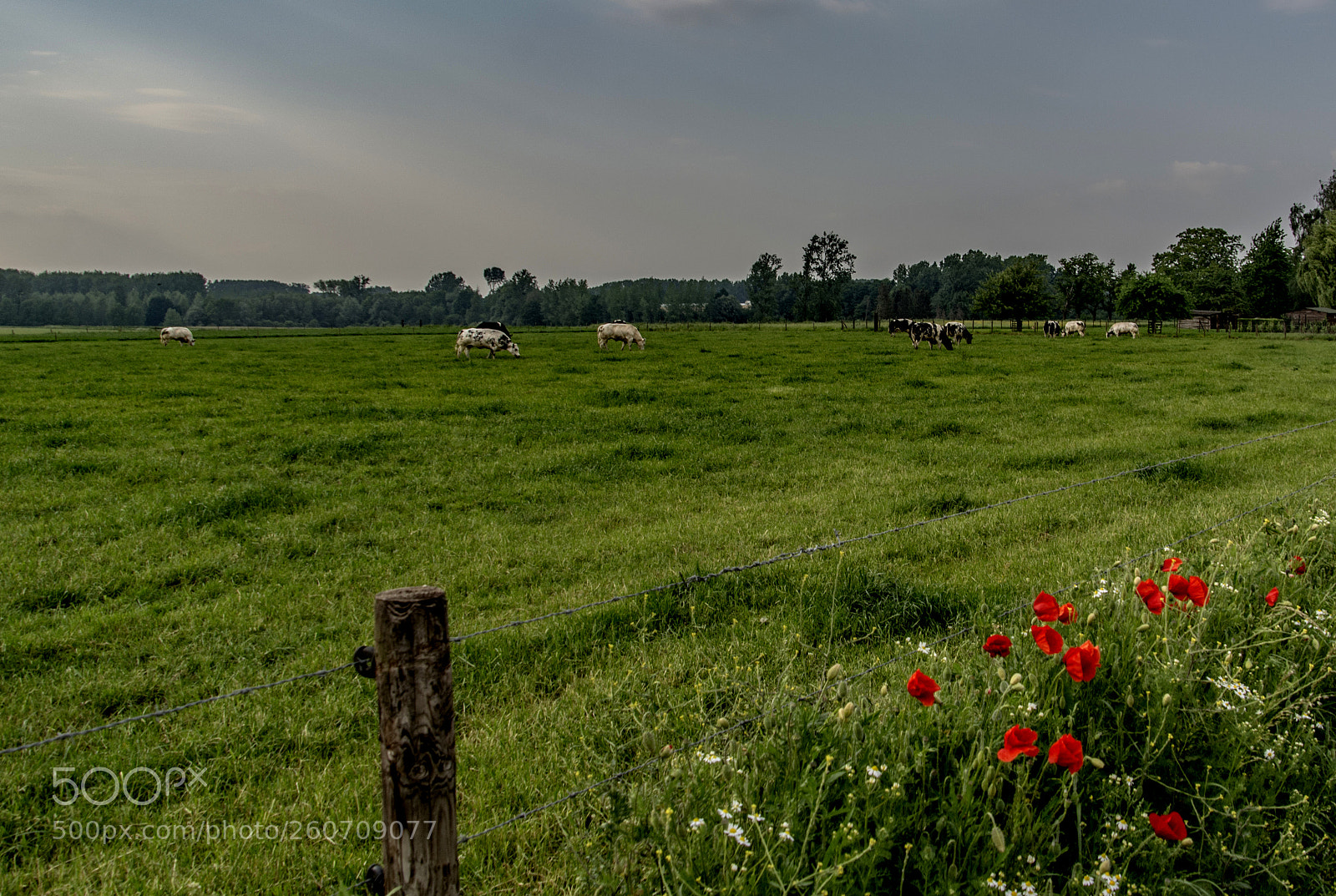 Nikon D5200 sample photo. The red border photography
