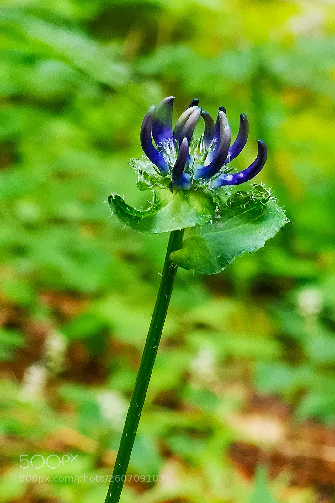 HUAWEI CLT-L29 sample photo. Greenish photography