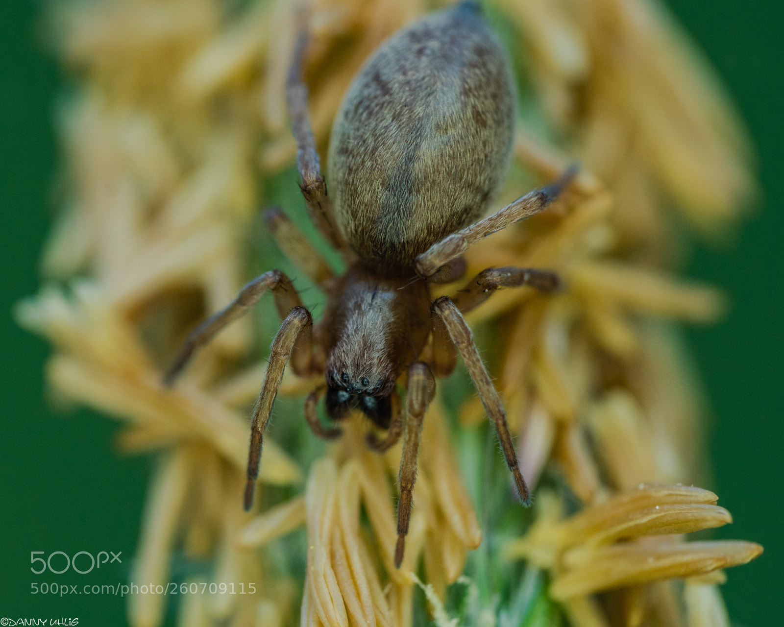 Sony a6300 sample photo. Dsc05031.jpg photography