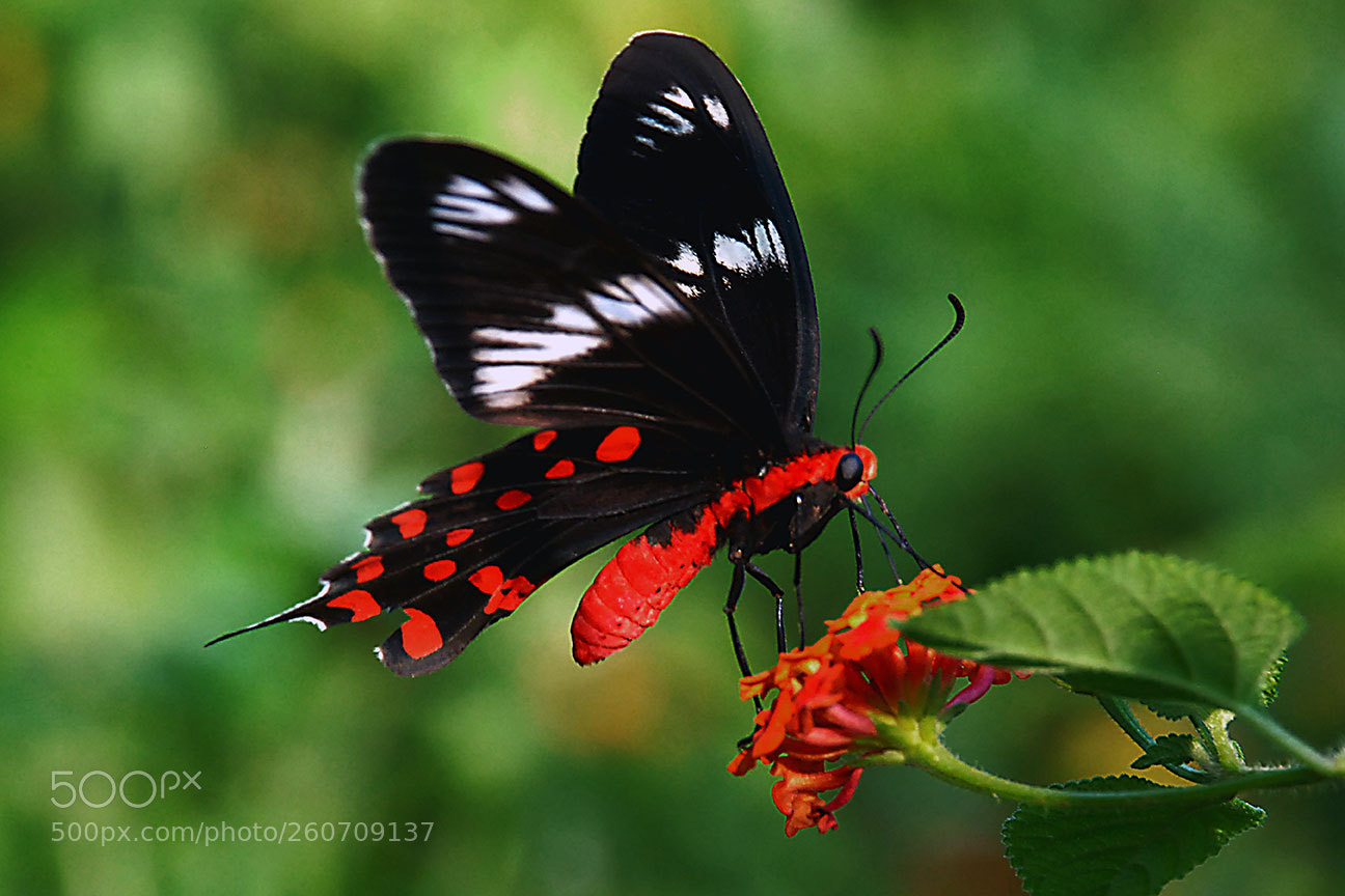 Nikon D80 sample photo. Butterfly photography