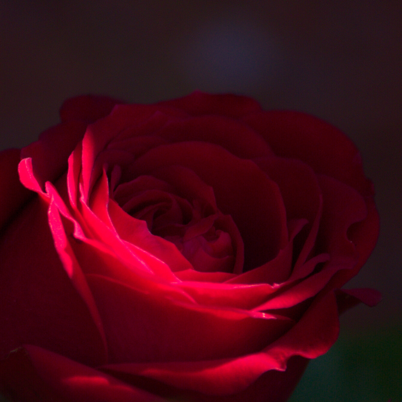 Canon EOS 7D + Canon EF-S 55-250mm F4-5.6 IS II sample photo. Rose... photography