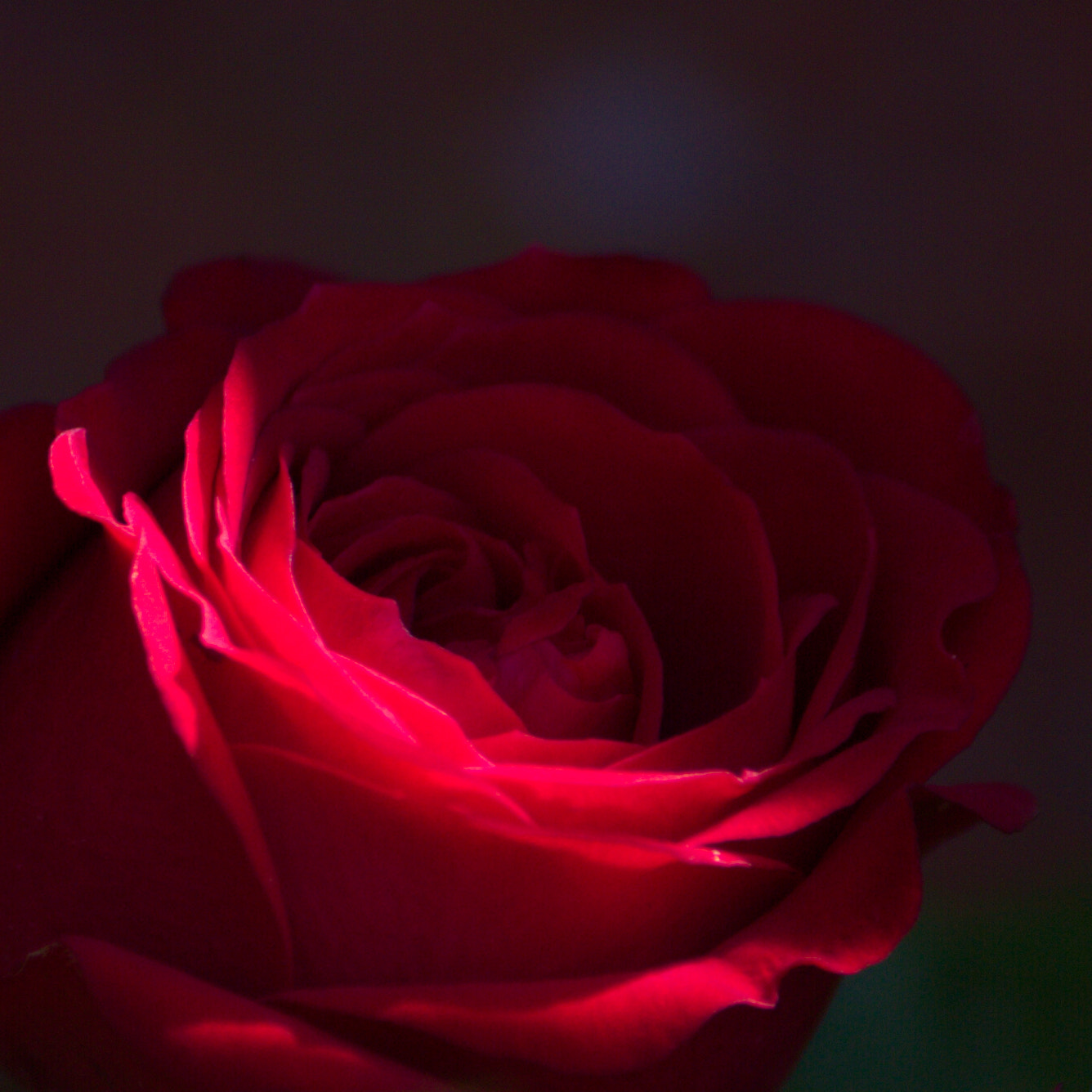 Canon EF-S 55-250mm F4-5.6 IS II sample photo. Rose... photography