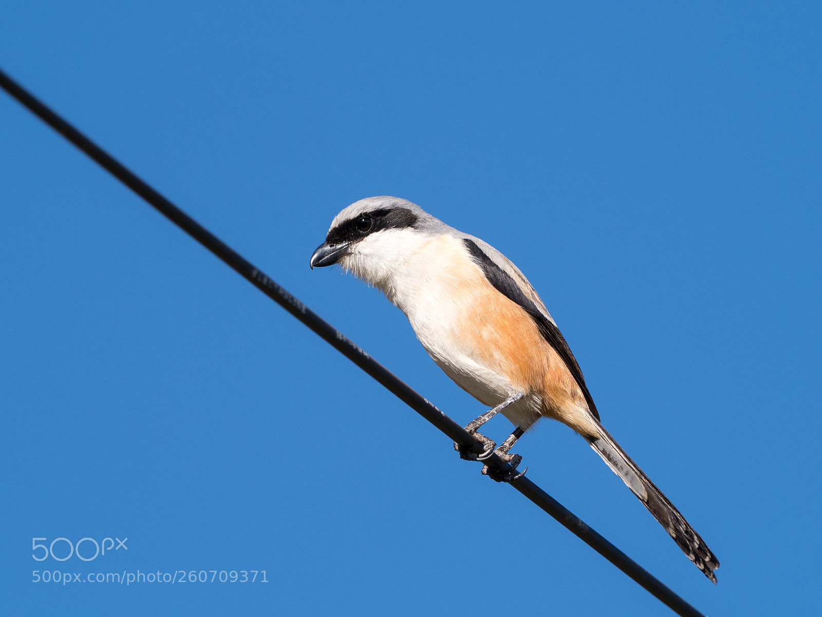 Olympus OM-D E-M1 Mark II sample photo. Long-tailed shrike photography