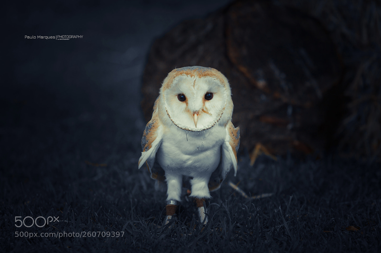 Canon EOS 50D sample photo. Owl photography