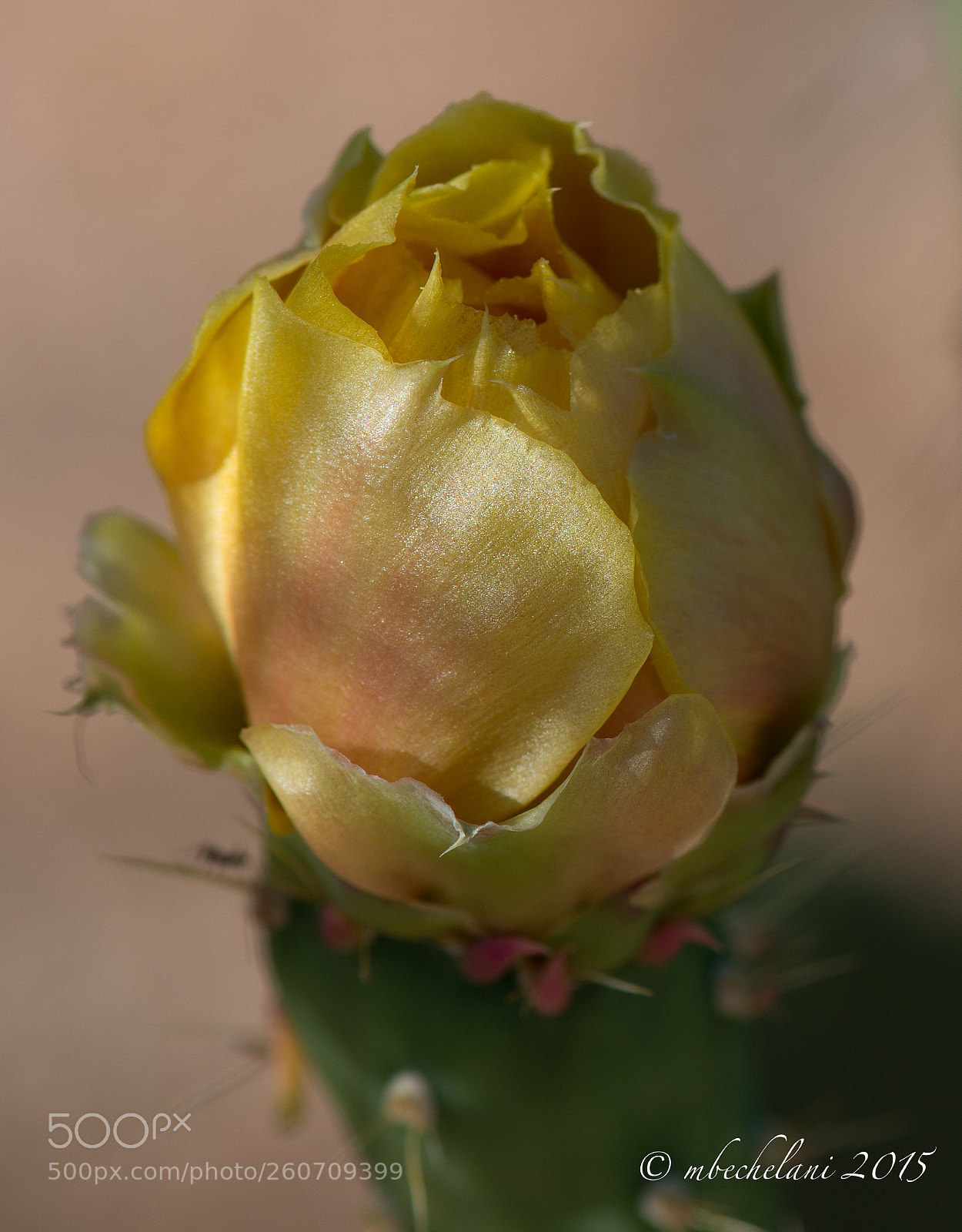 Nikon D800 sample photo. Ee o photography