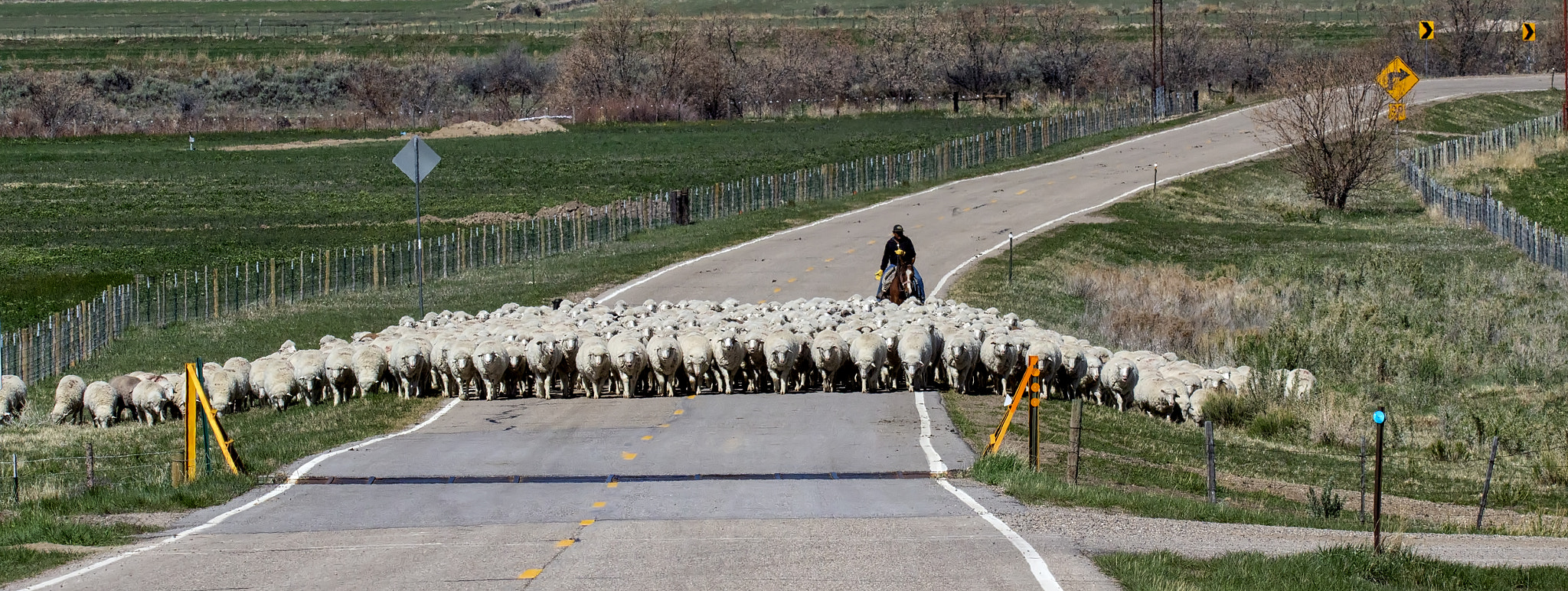 Canon EOS 100D (EOS Rebel SL1 / EOS Kiss X7) sample photo. Lotto sheep photography
