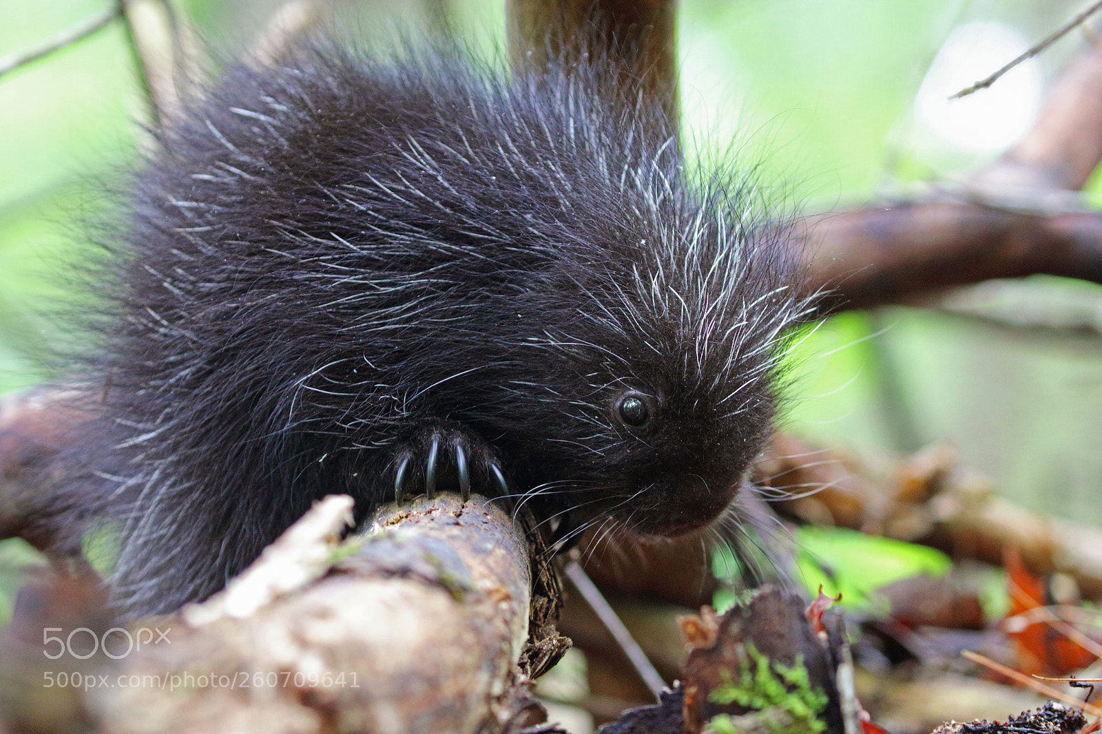Canon EOS 70D sample photo. Baby porcupine photography