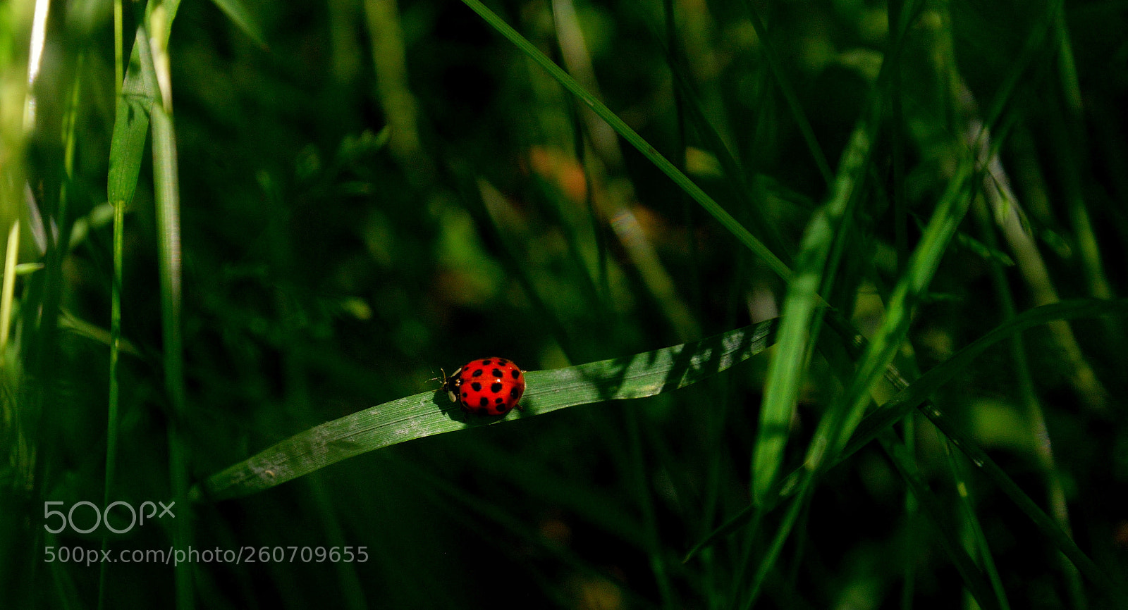 Nikon D3300 sample photo. Ladybug photography