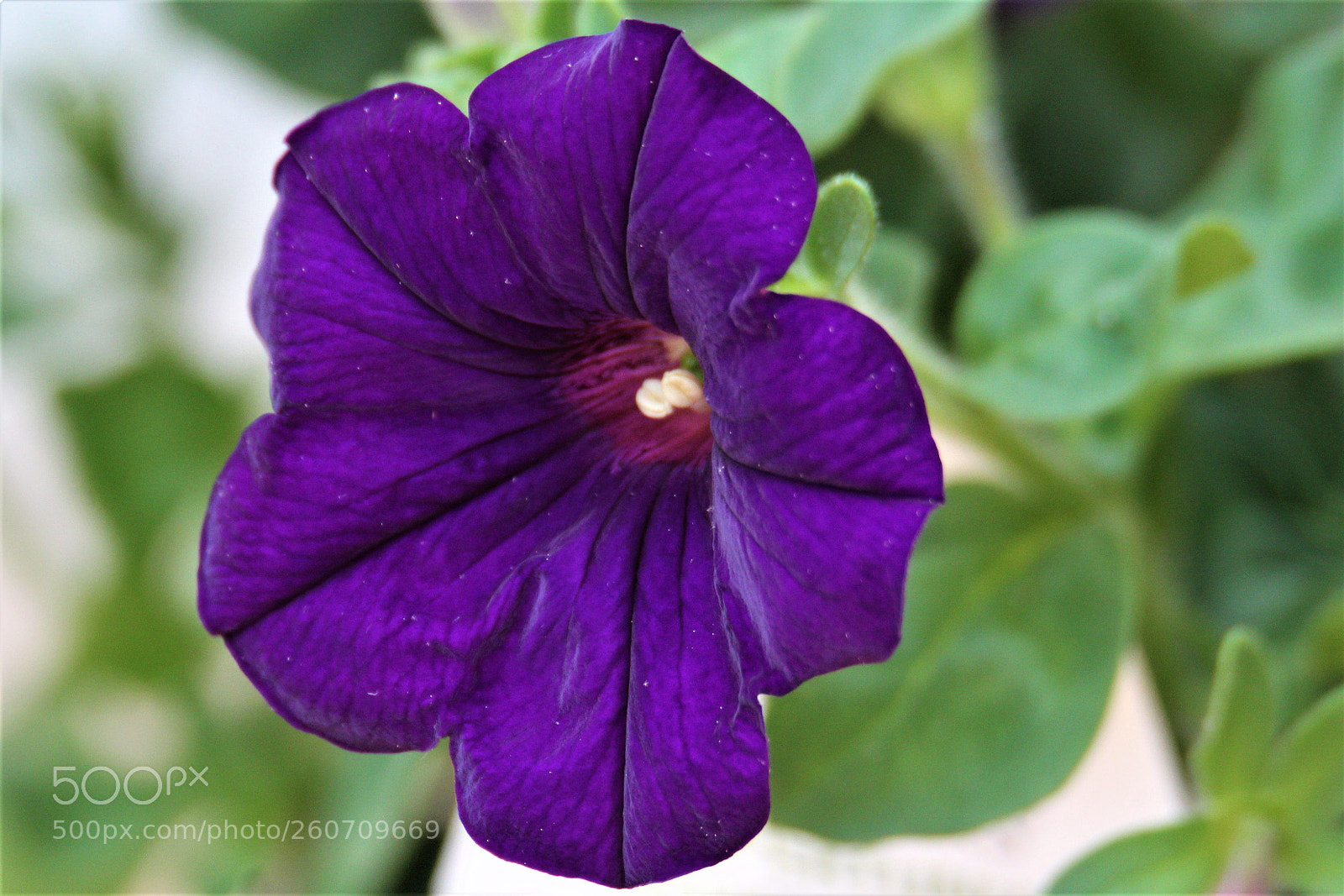Canon EOS 1300D (EOS Rebel T6 / EOS Kiss X80) sample photo. Purple photography