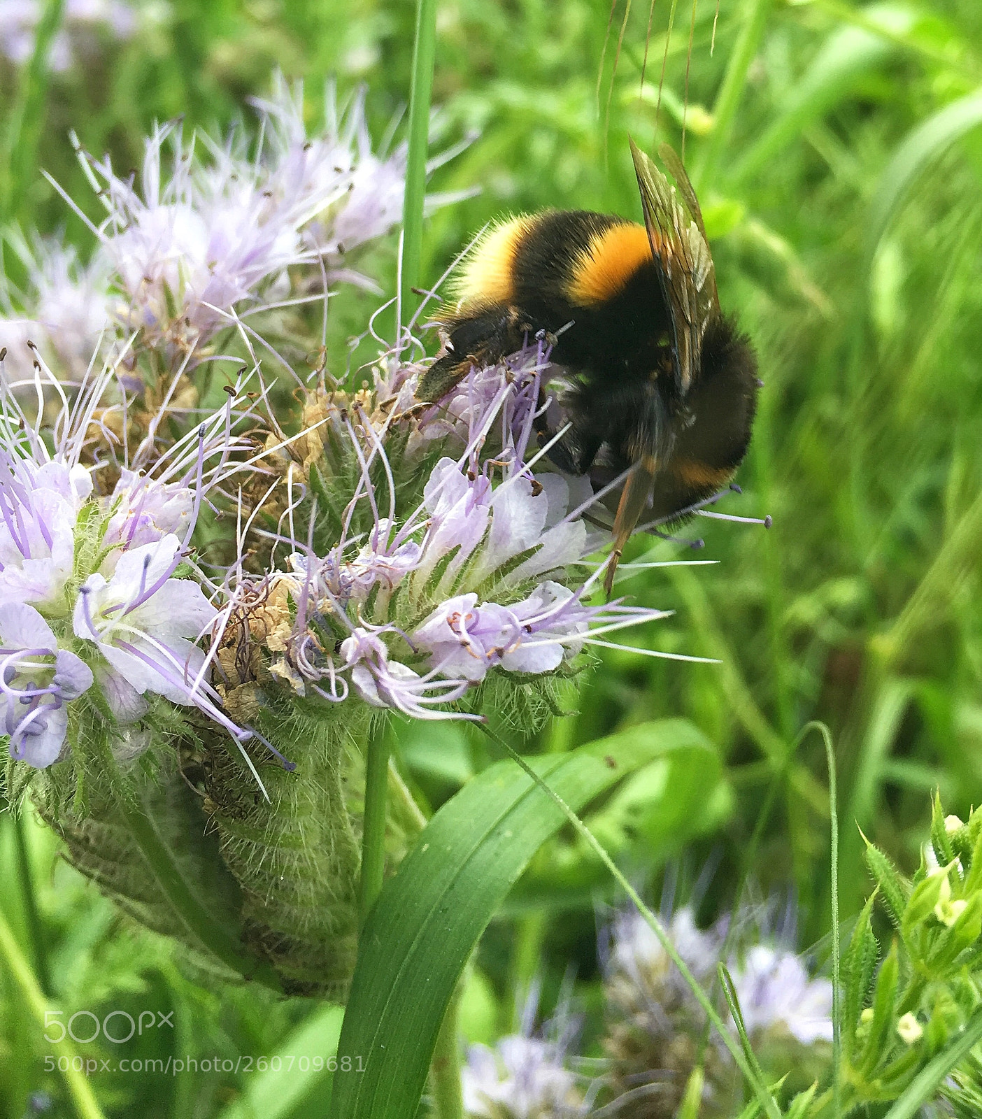 Apple iPhone 6s sample photo. Bumbling free photography