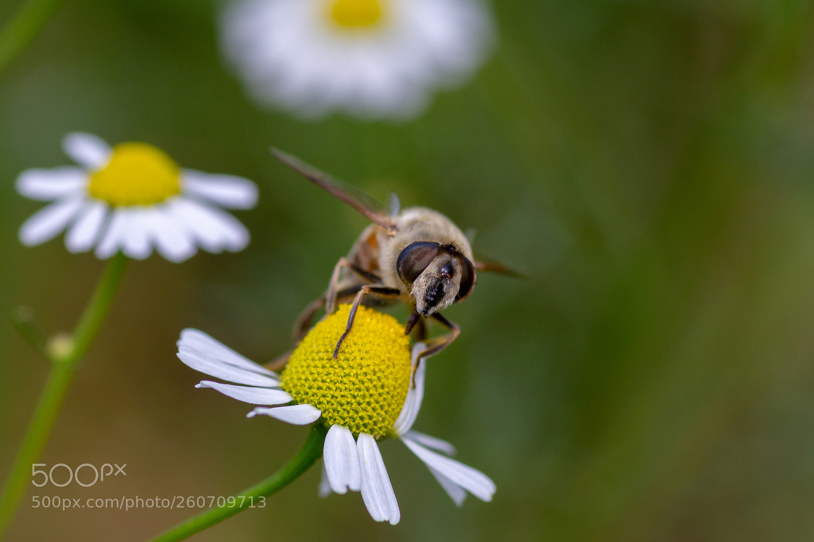 Canon EOS 7D sample photo. Camomile photography
