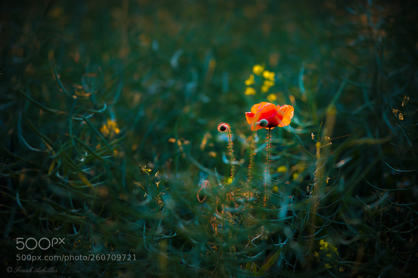 Nikon D7200 sample photo. Red photography