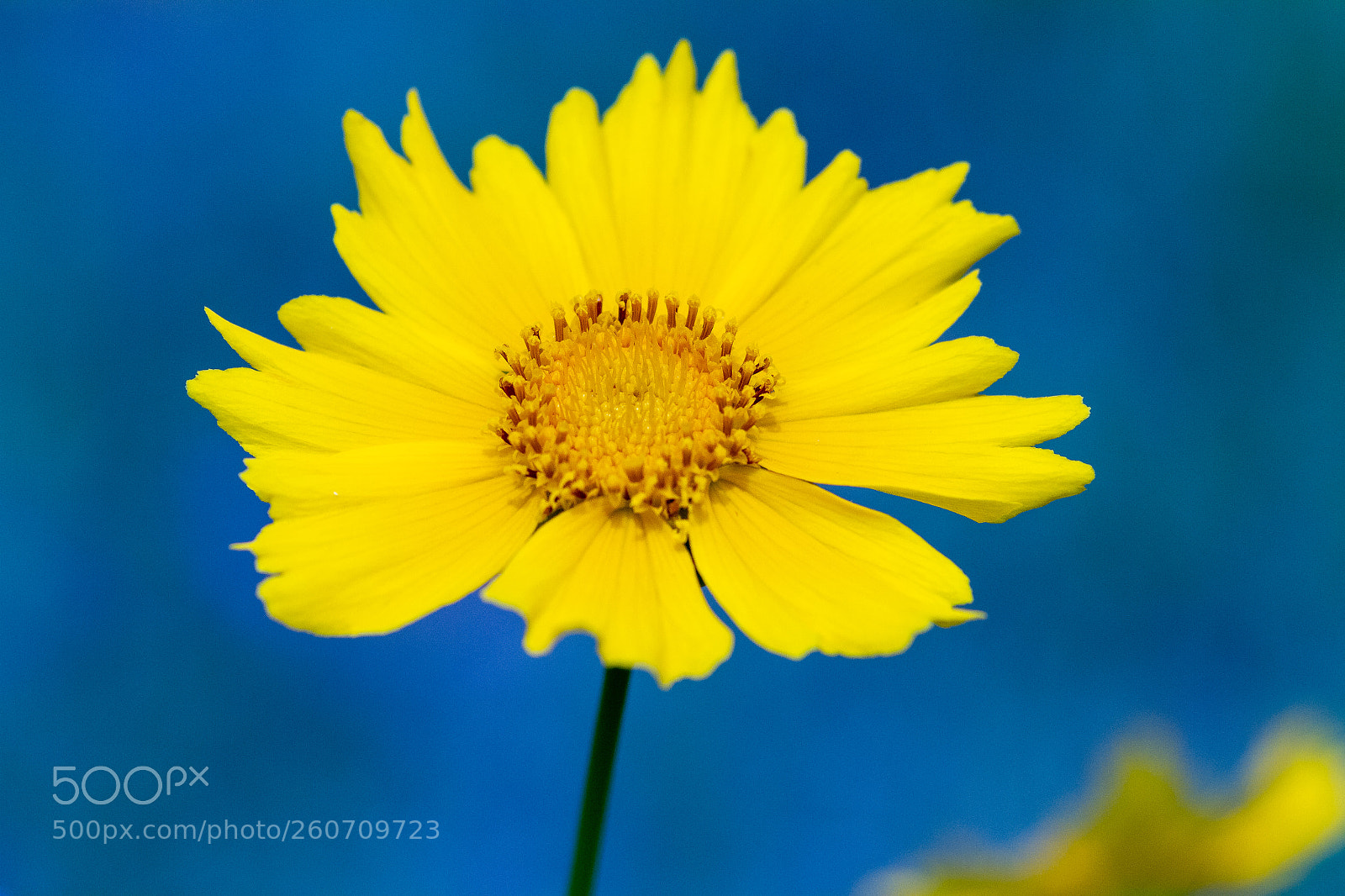 Canon EOS 7D sample photo. Colors photography