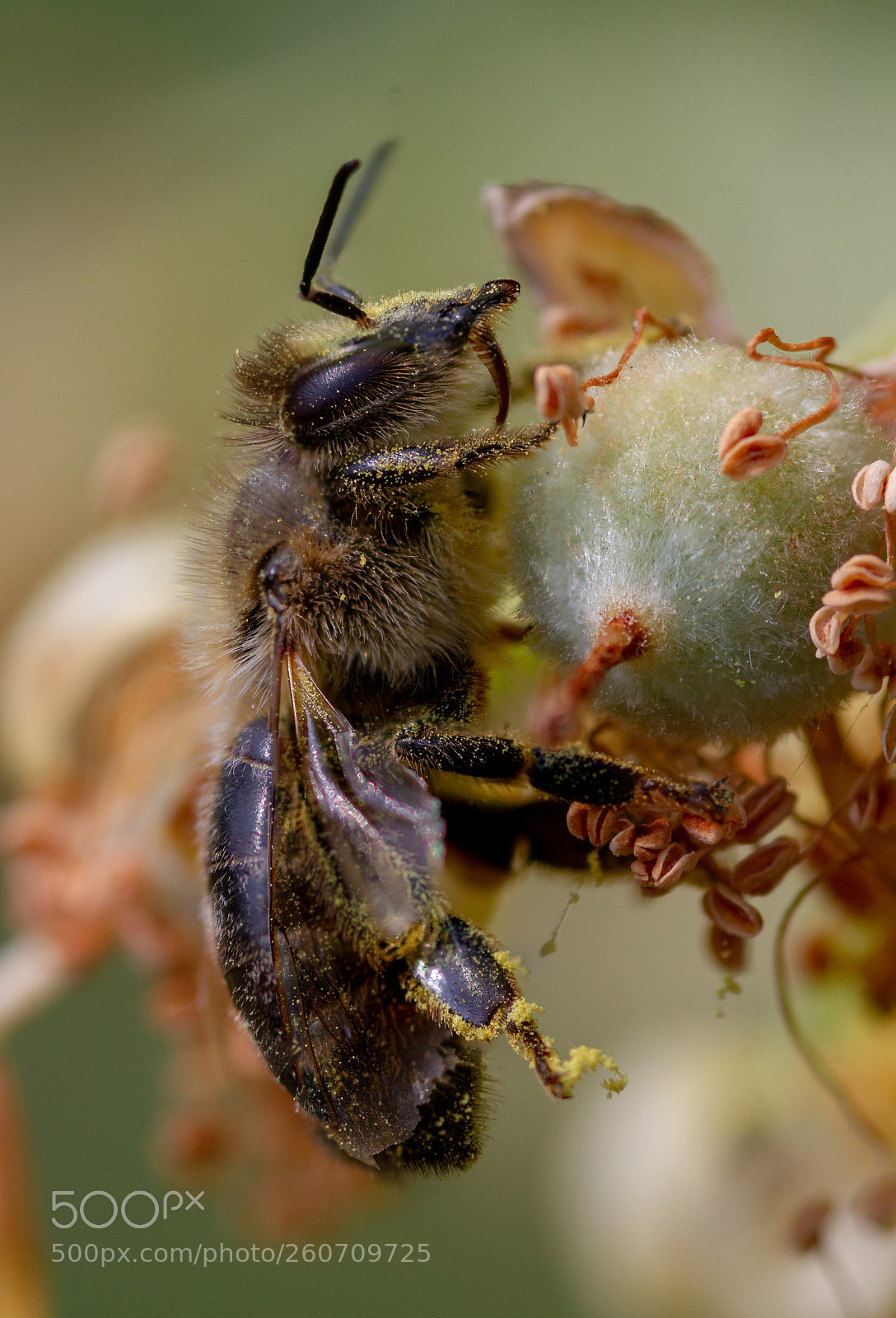 Canon EOS 7D sample photo. Bee photography