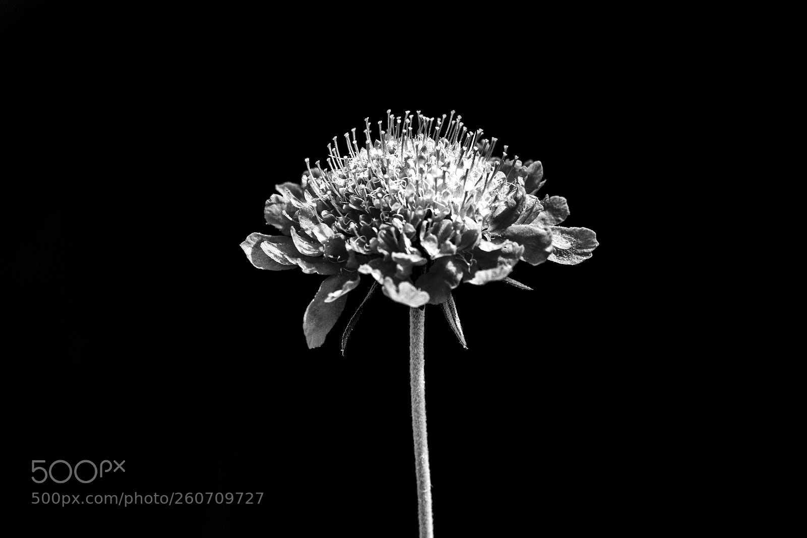 Canon EOS 7D sample photo. Contrasts photography