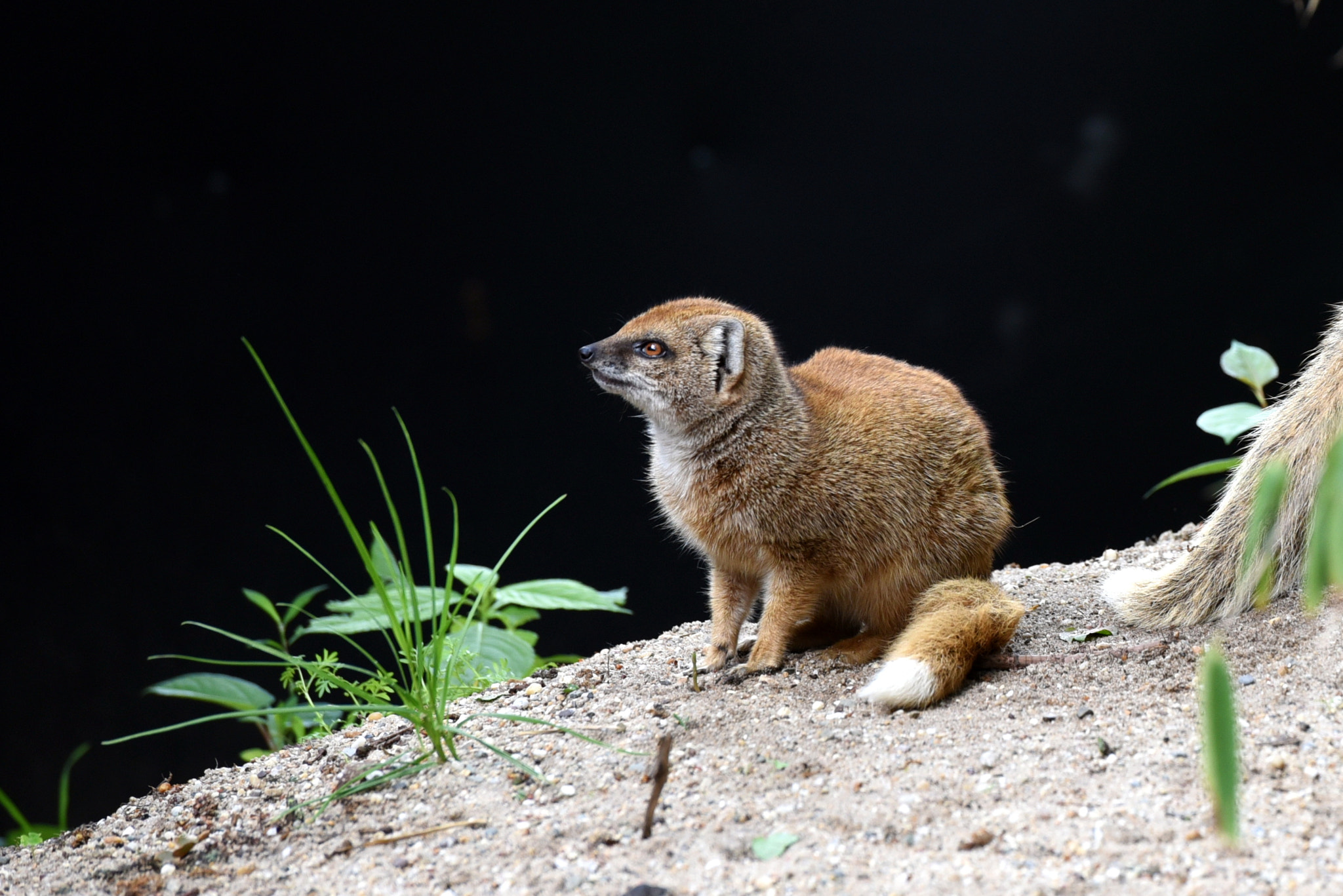 Nikon AF-S Nikkor 70-200mm F2.8G ED VR II sample photo. Zoo photography