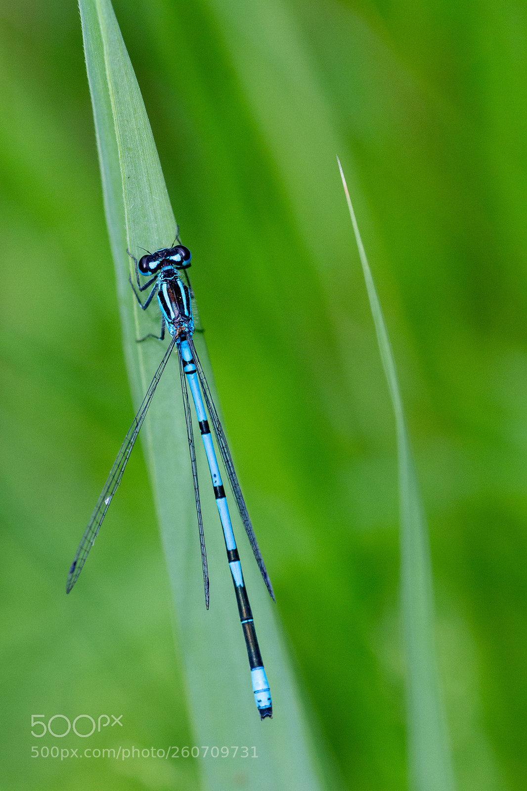 Canon EOS 7D sample photo. Blue damselfly photography