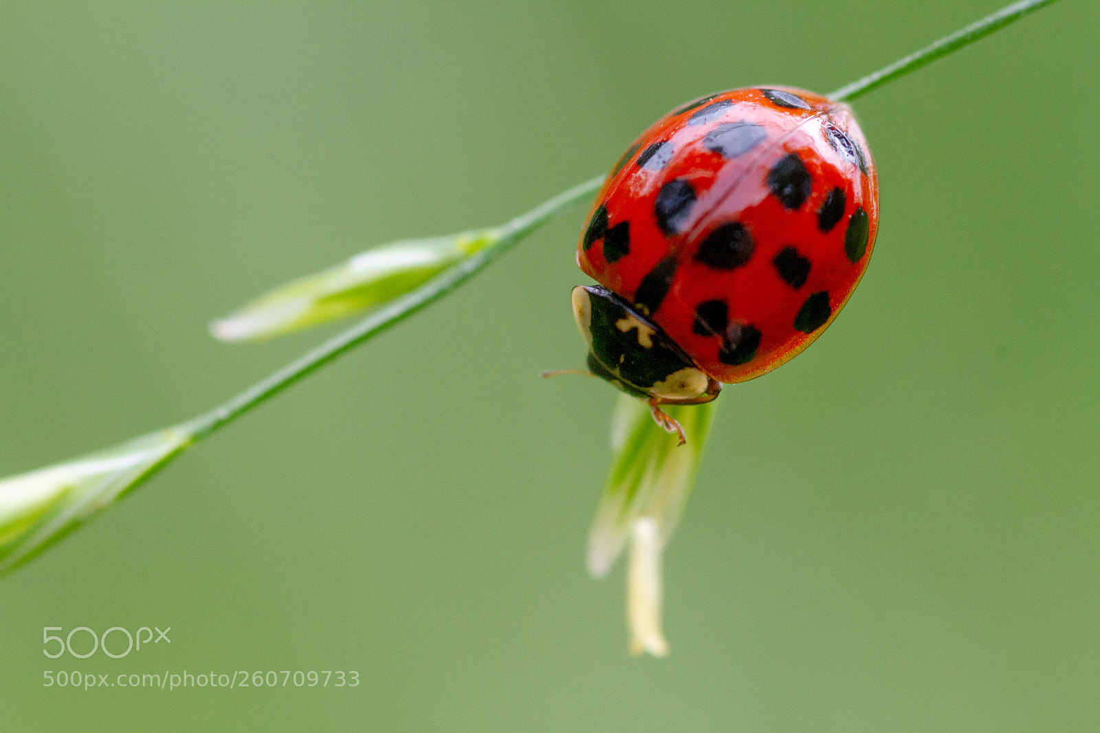 Canon EOS 7D sample photo. Ladybug photography