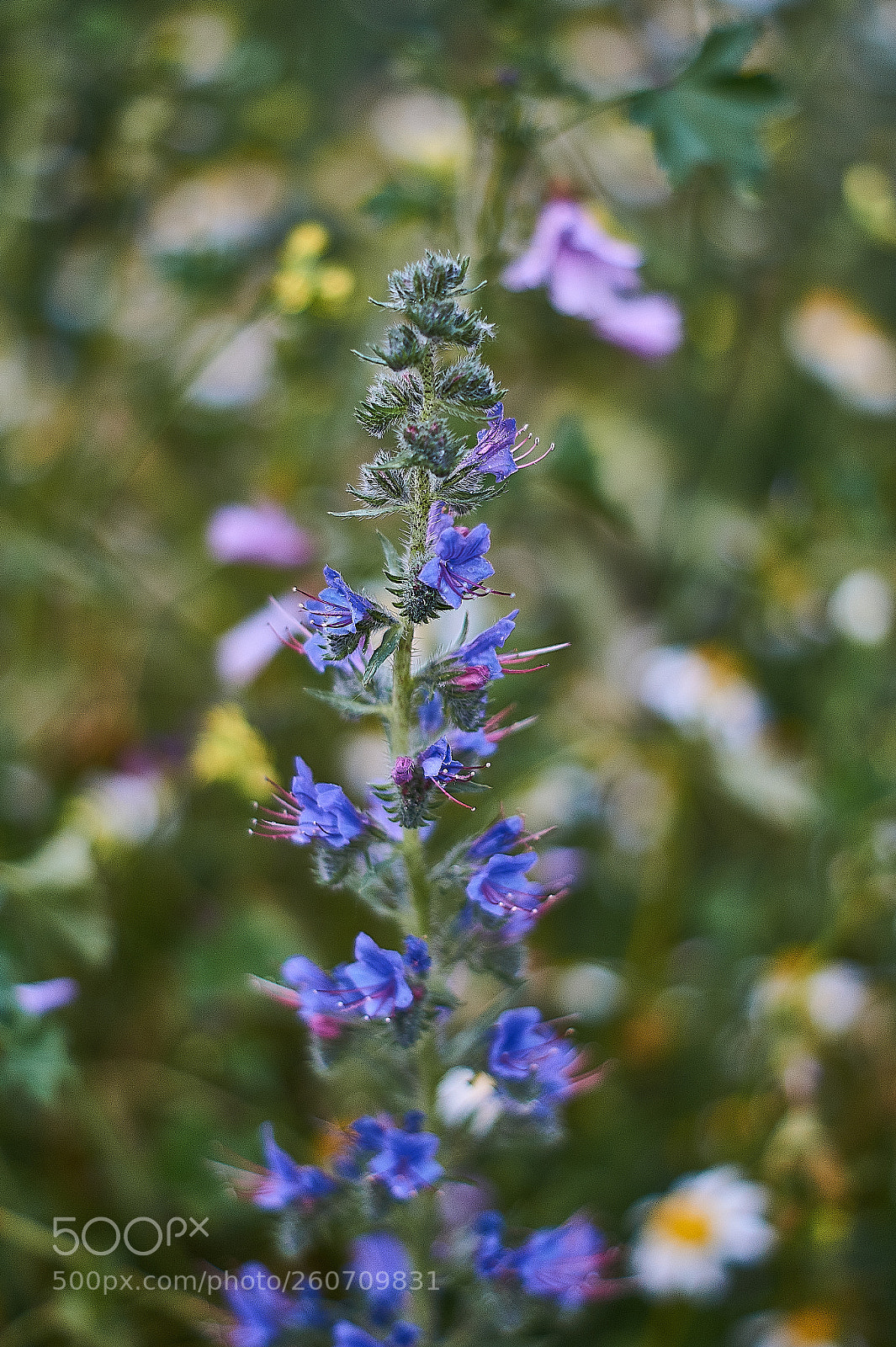 Sony SLT-A58 sample photo. Añil photography