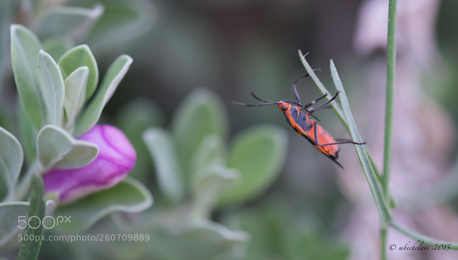 Nikon D800 sample photo. Adc o photography