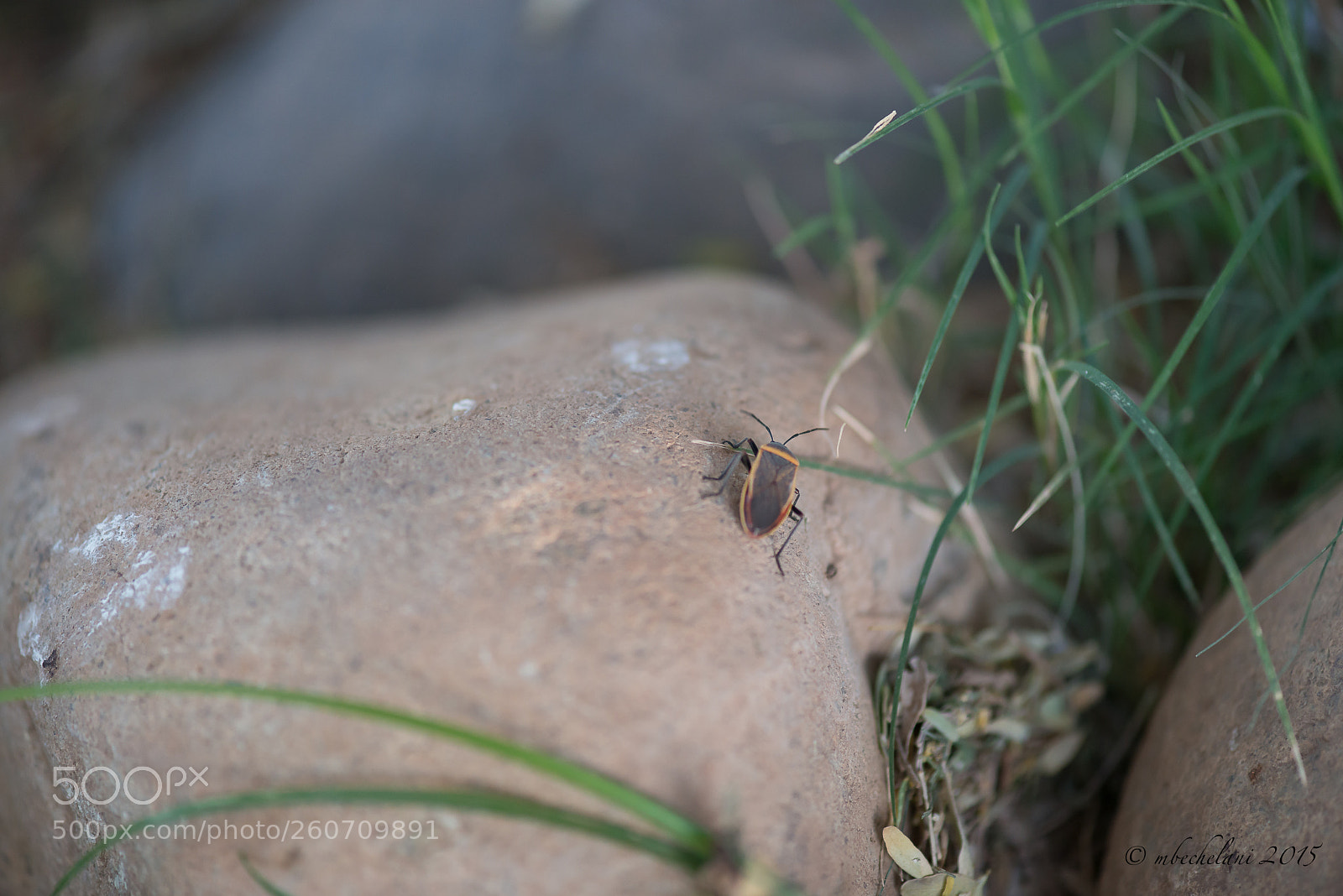 Nikon D800 sample photo. Cafo photography