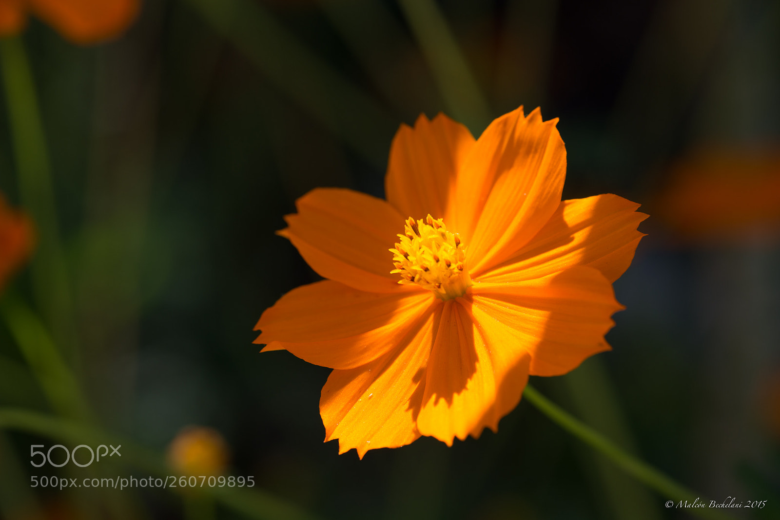 Nikon D800 sample photo. Efco photography