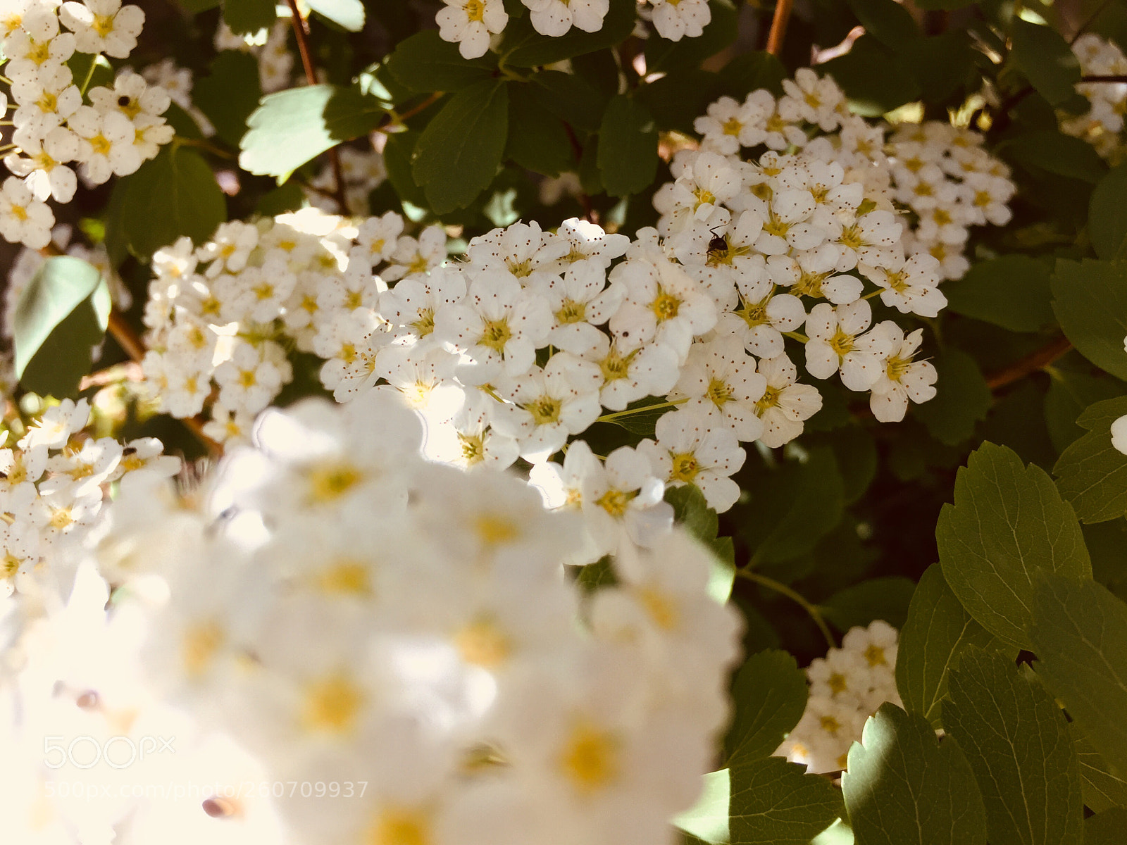 Apple iPhone 6 sample photo. Bouquet  photography