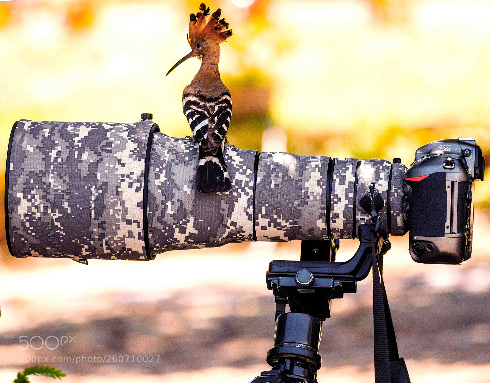 Nikon D850 sample photo. Hoopoe - a rare photography