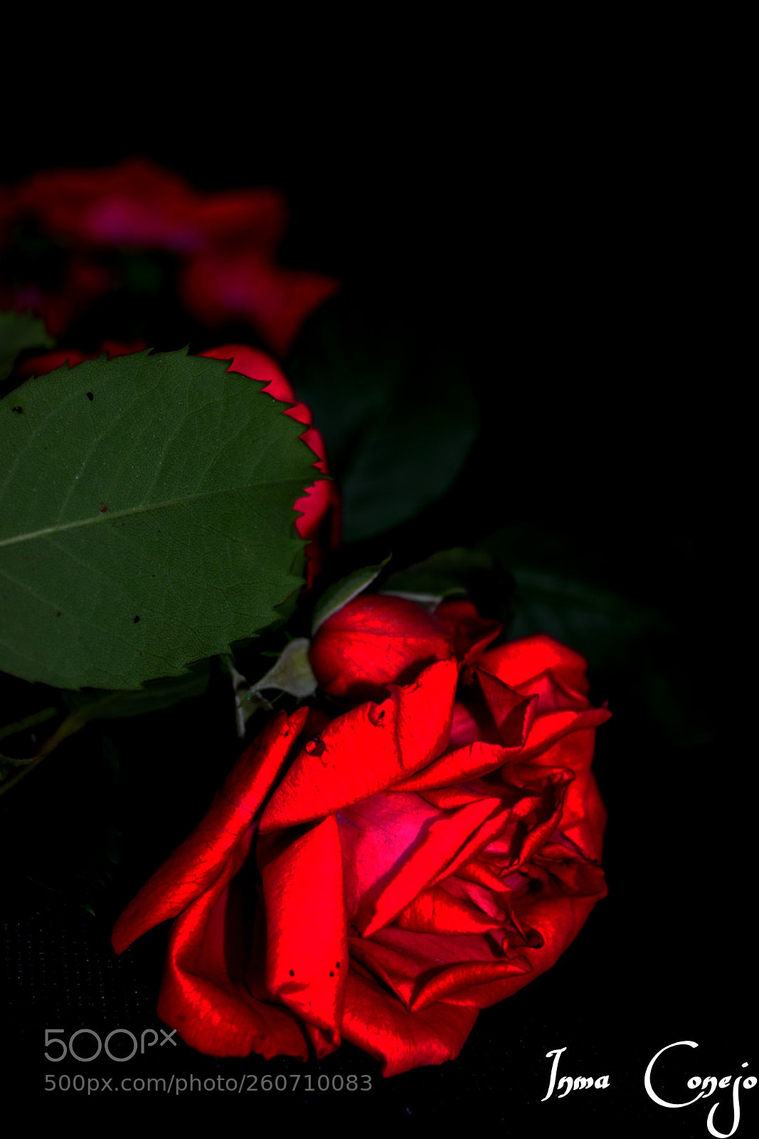 Nikon D5200 sample photo. Rosa roja photography